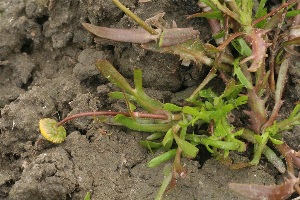 Cotula coronopifolia (door Willem Braam)