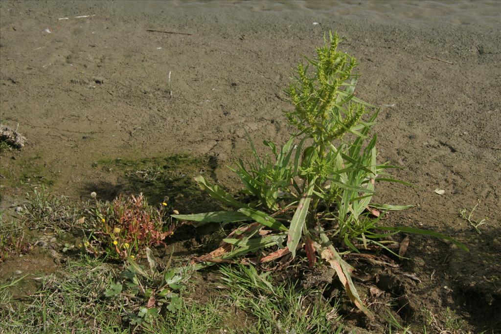 Rumex maritimus (door Willem Braam)