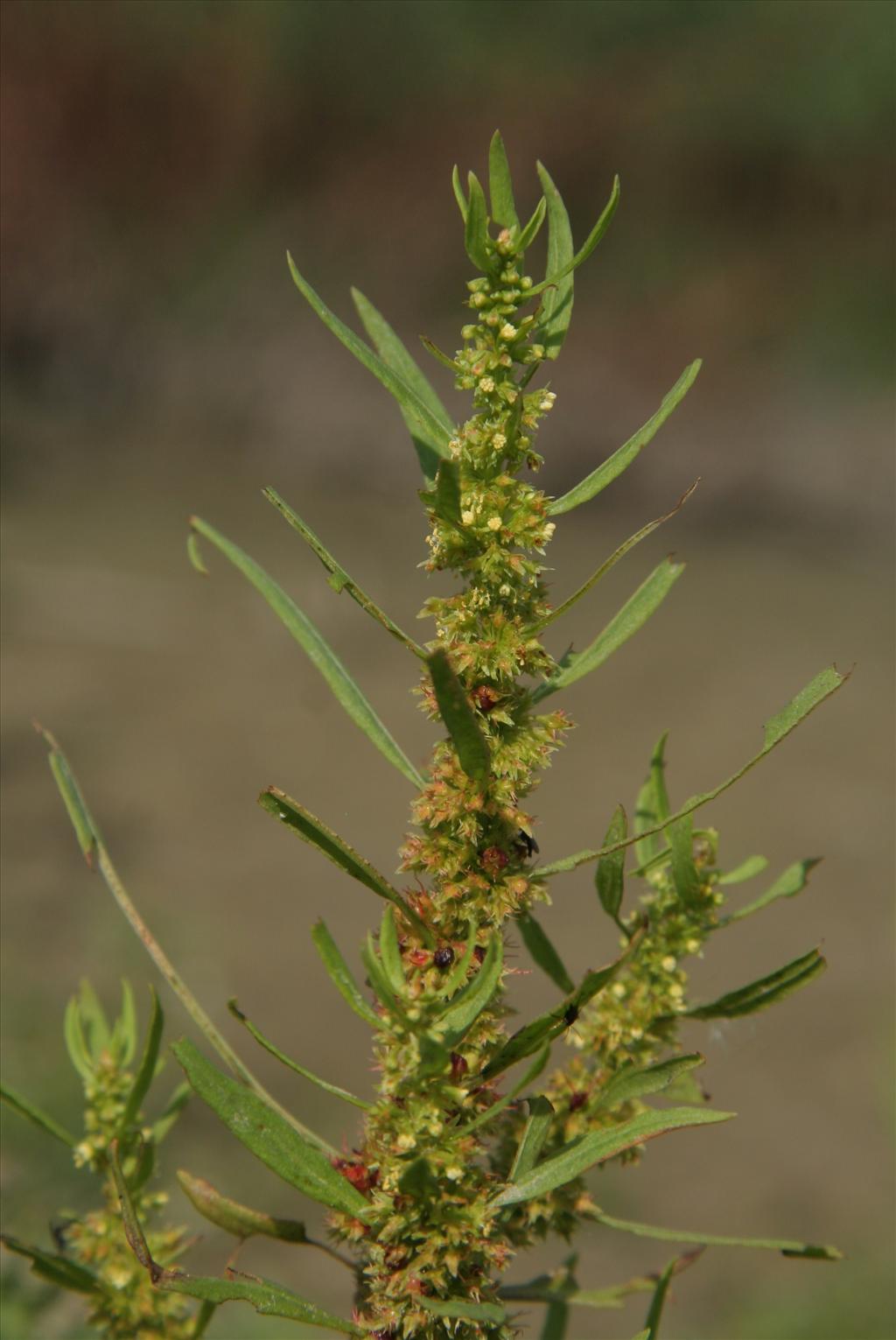 Rumex maritimus (door Willem Braam)