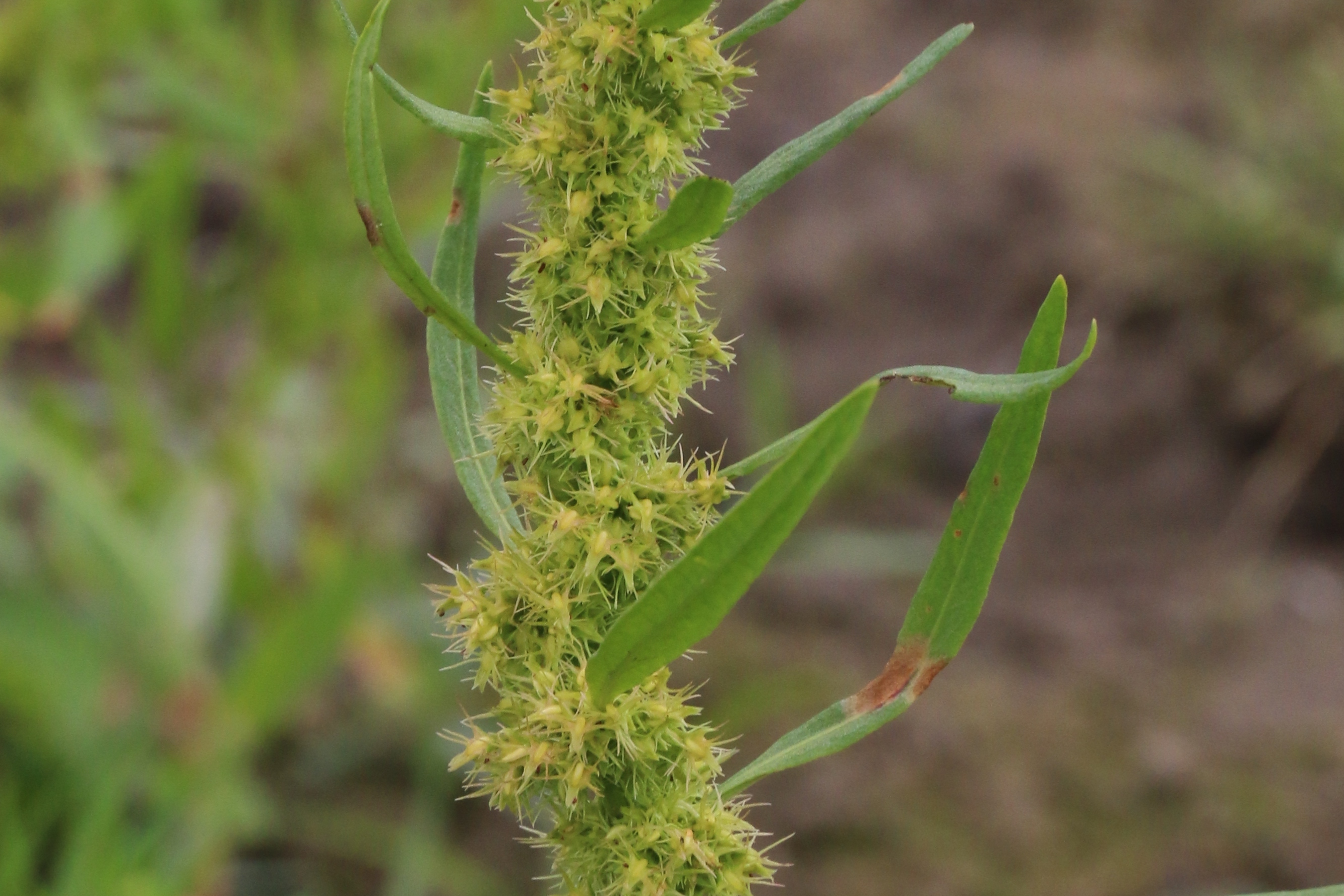 Rumex maritimus (door Willem Braam)