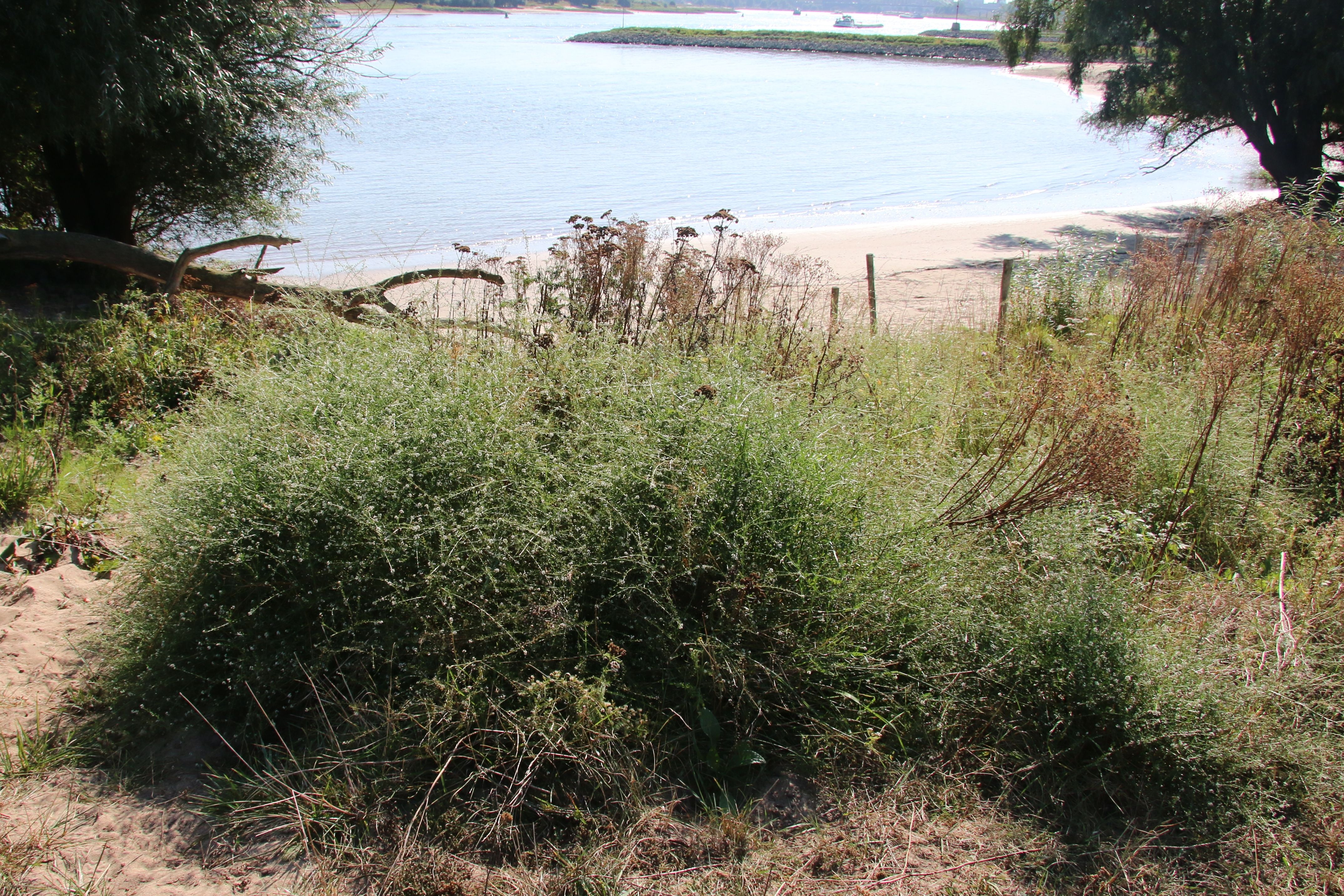 Lepidium graminifolium (door Willem Braam)