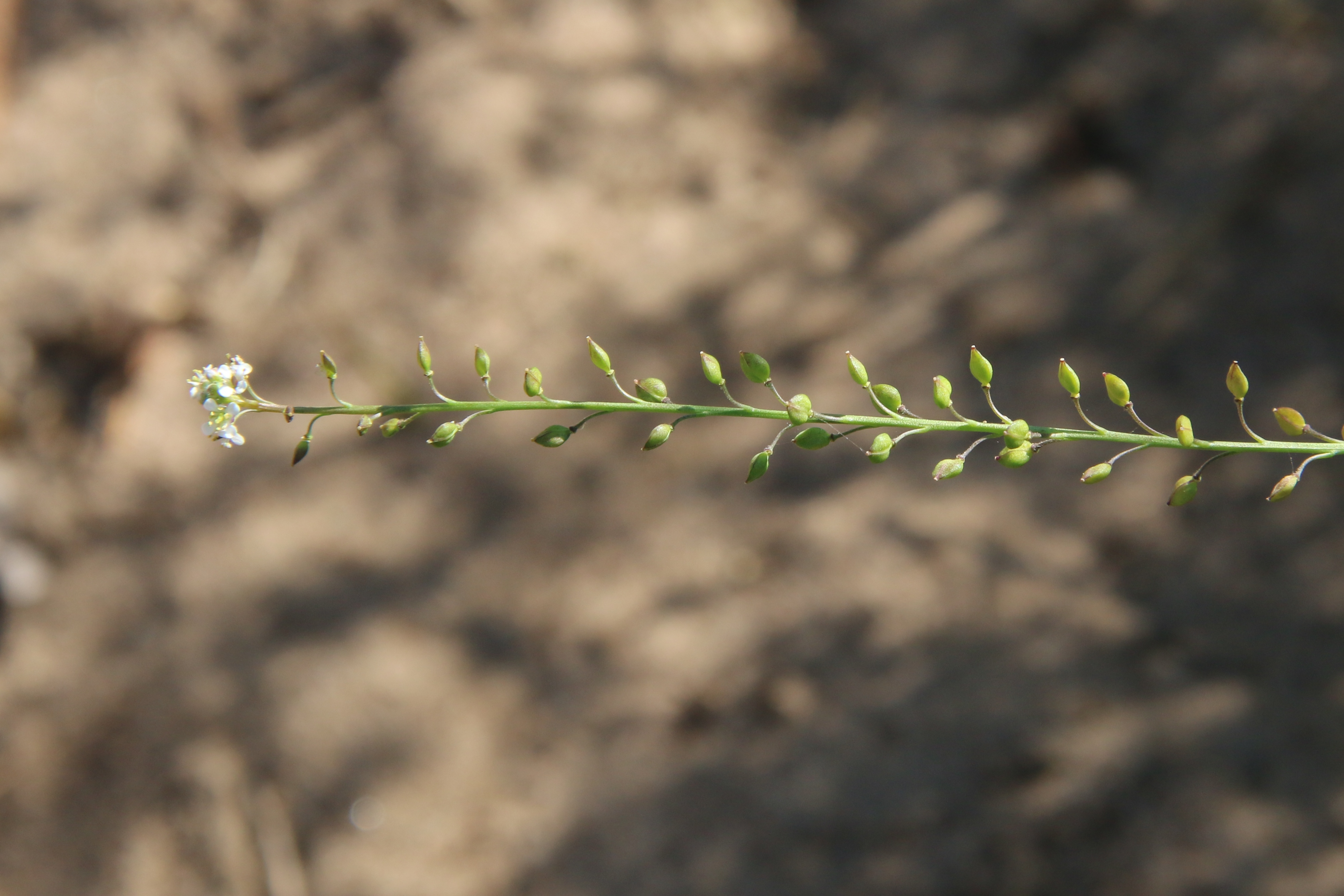 Lepidium graminifolium (door Willem Braam)