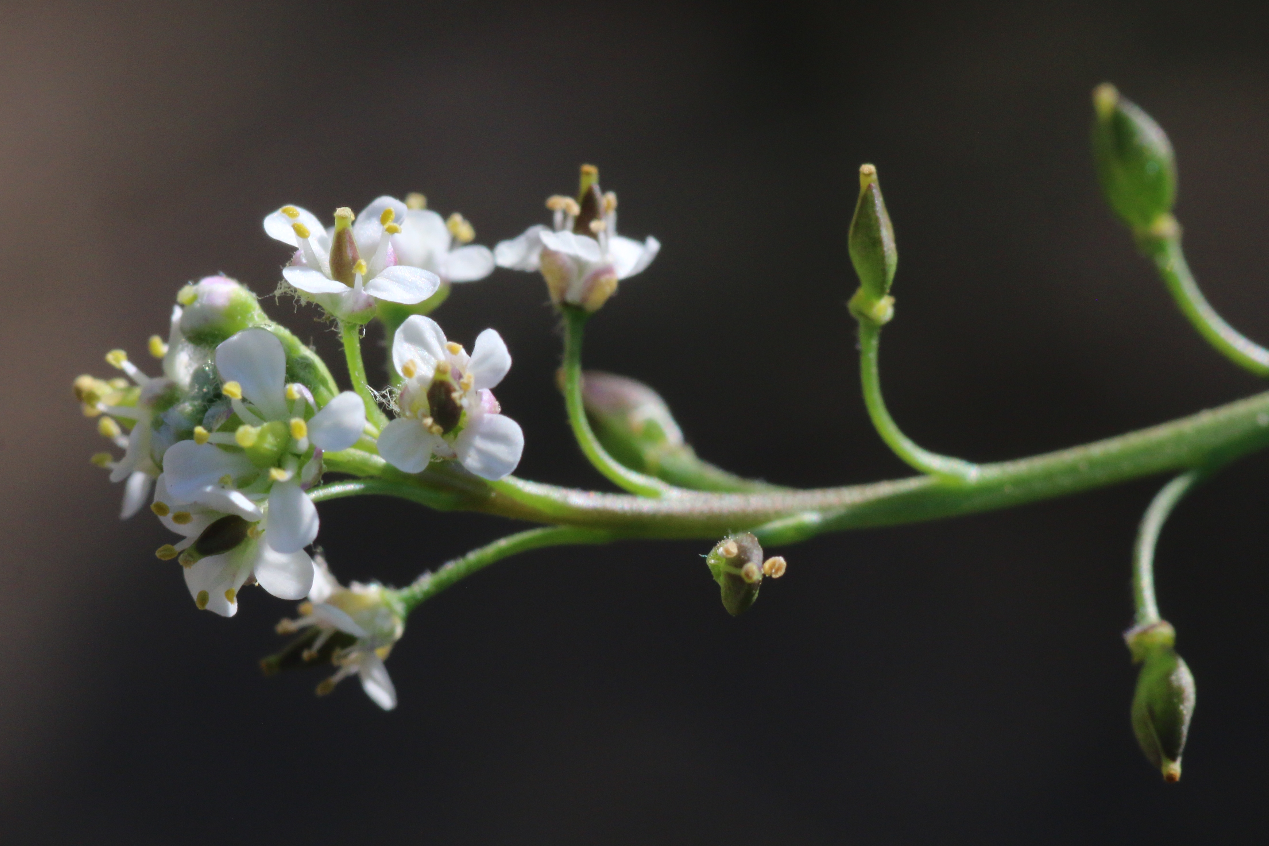 Lepidium graminifolium (door Willem Braam)