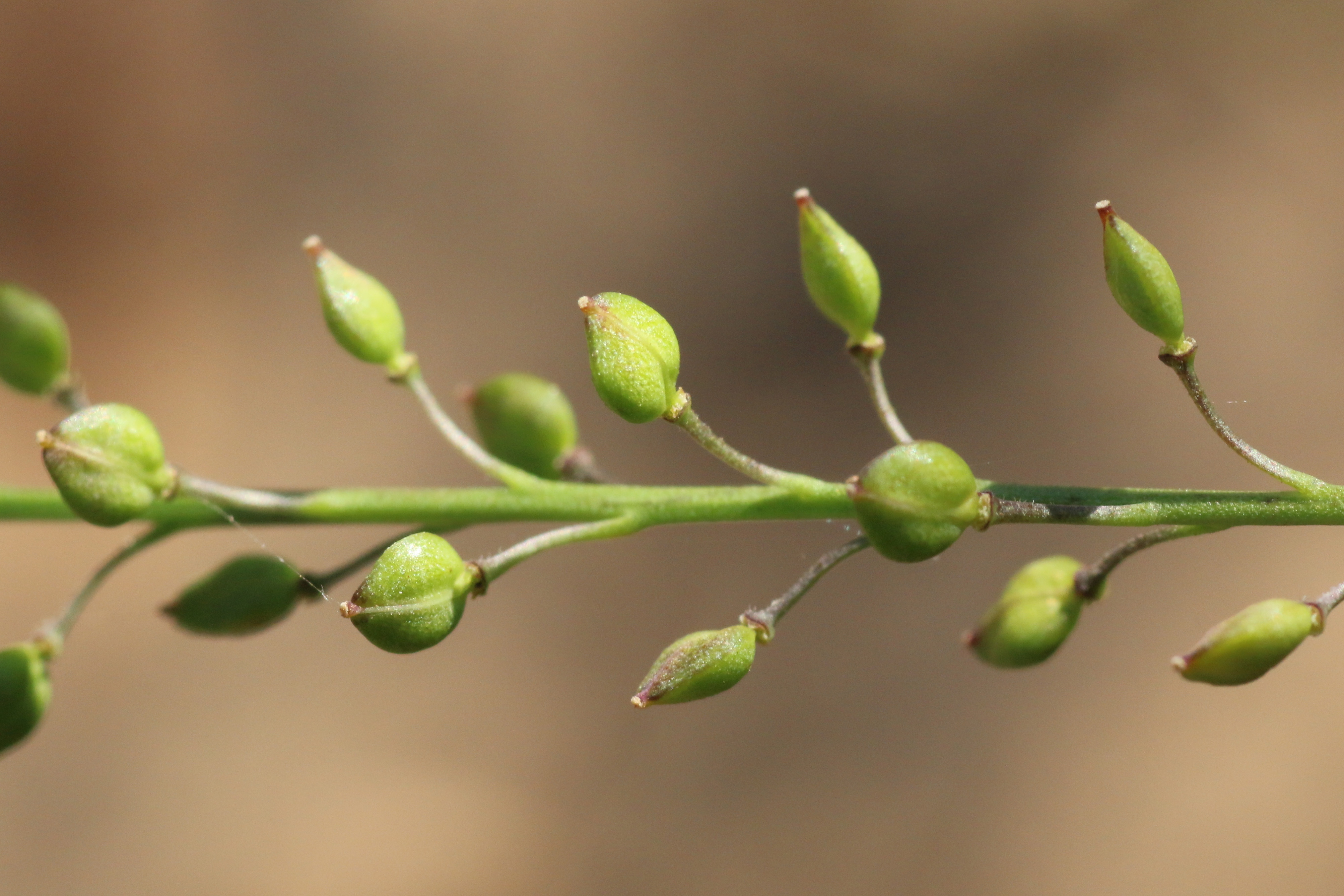 Lepidium graminifolium (door Willem Braam)