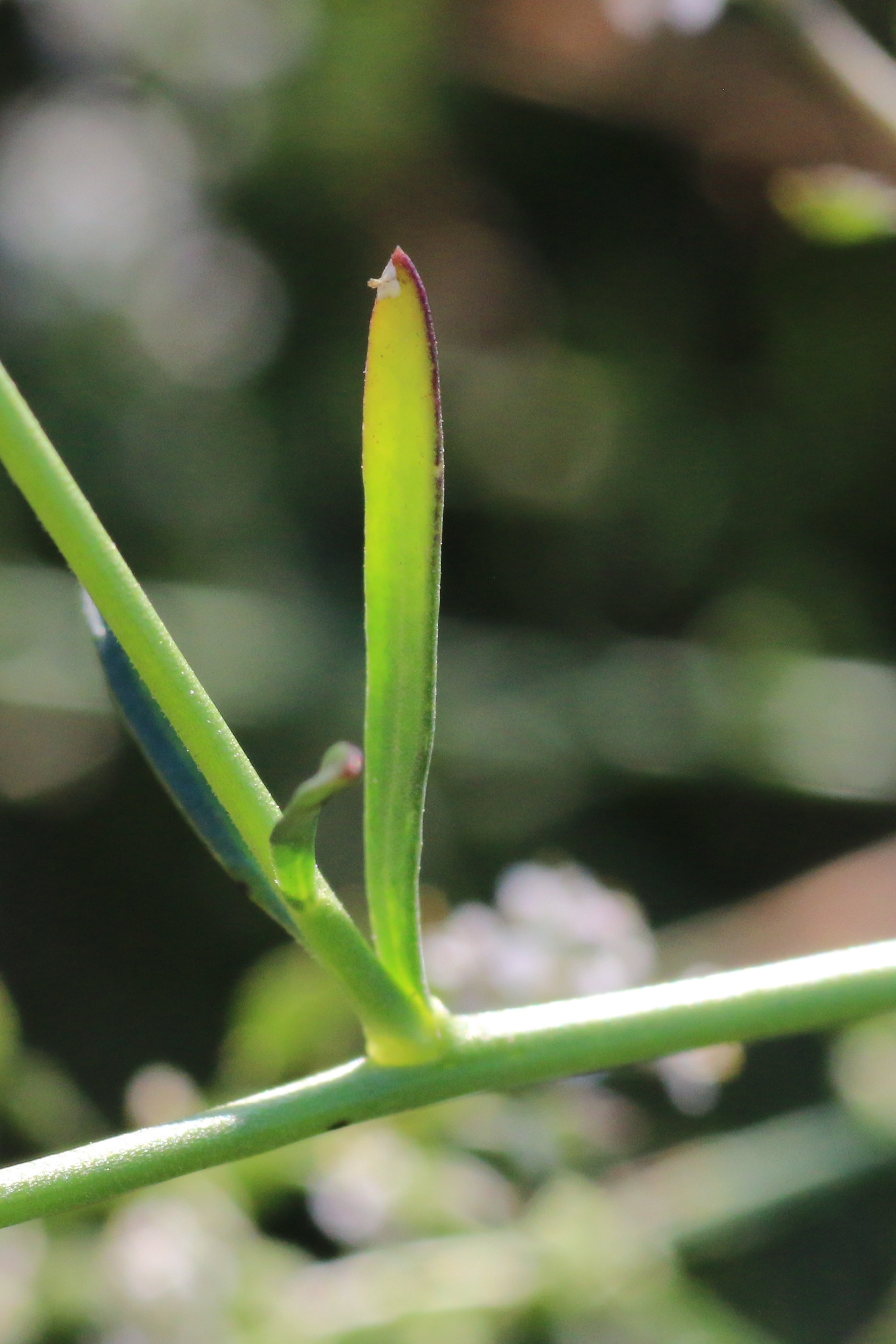 Lepidium graminifolium (door Willem Braam)