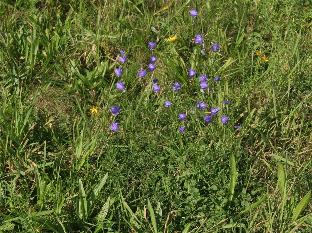 Campanula rotundifolia (door Willem Braam)