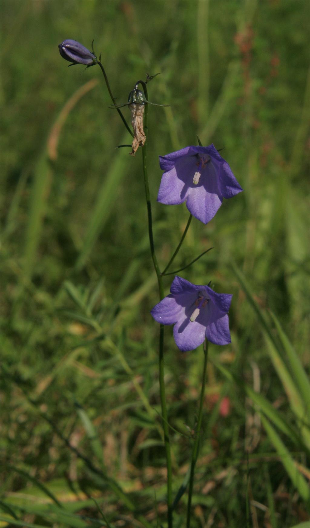 Campanula rotundifolia (door Willem Braam)