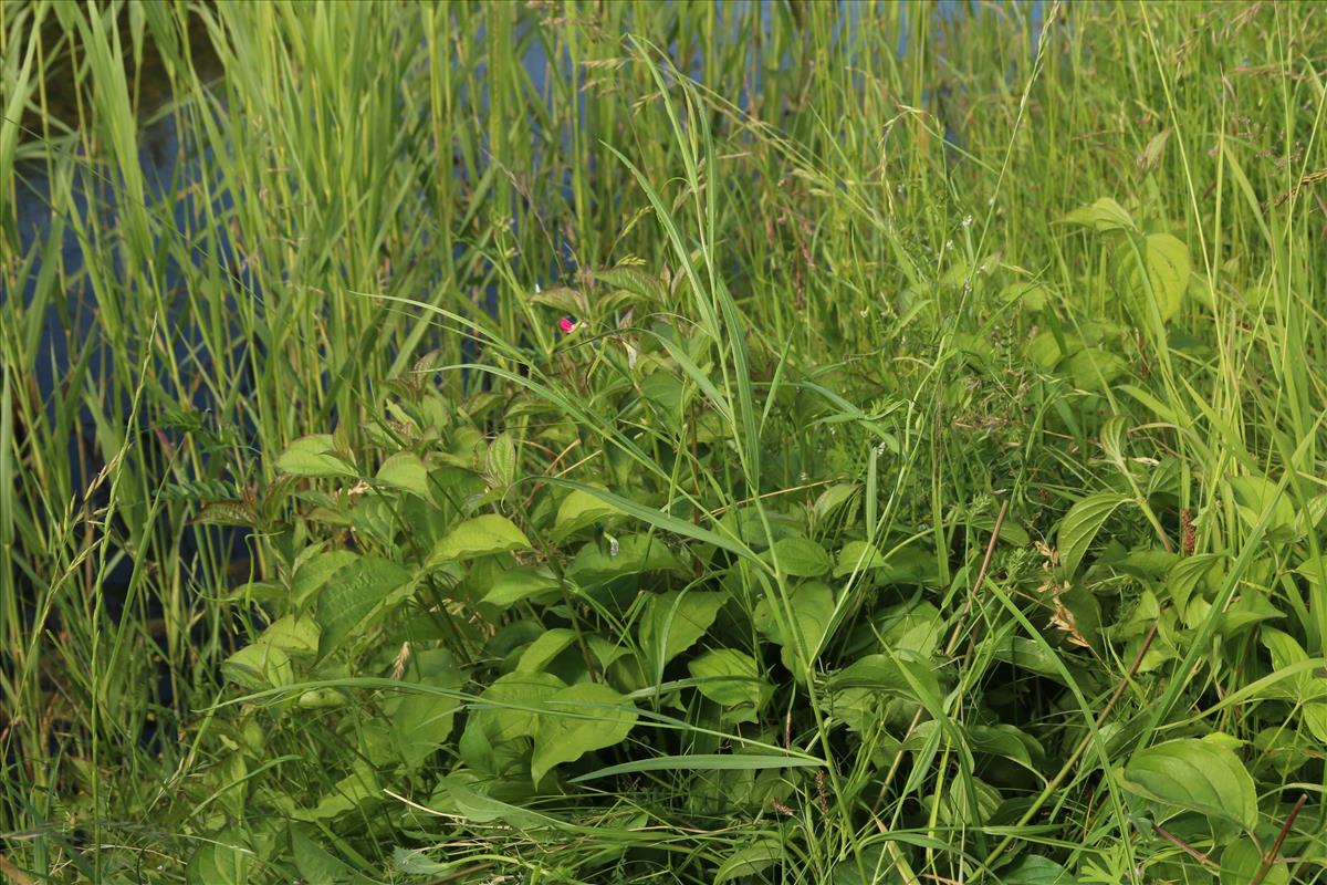 Lathyrus nissolia (door Willem Braam)