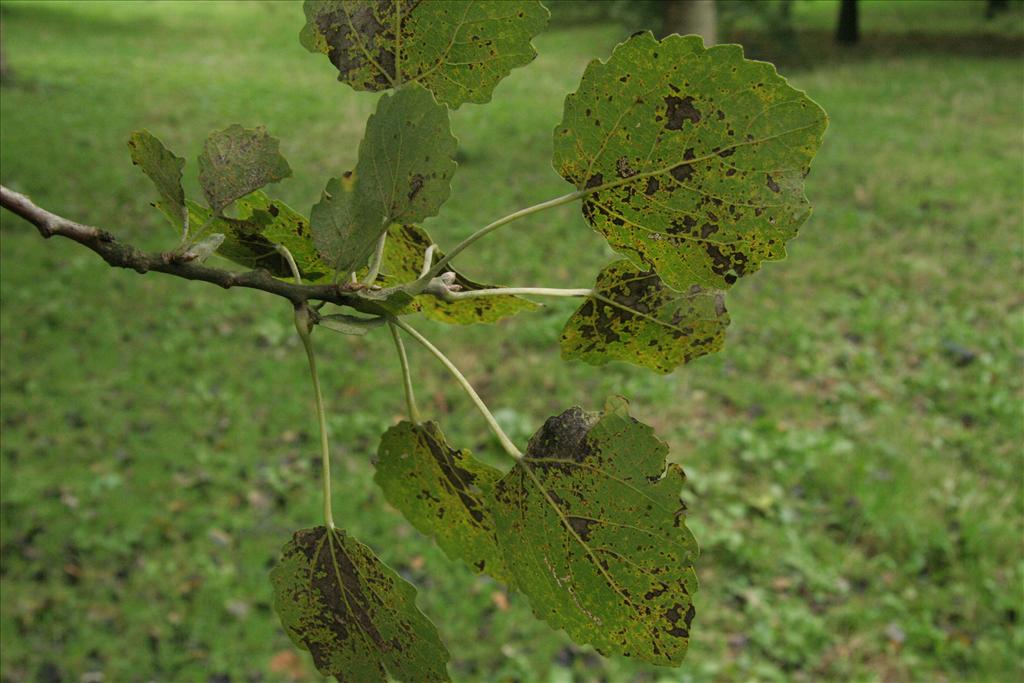 Populus x canescens (door Willem Braam)