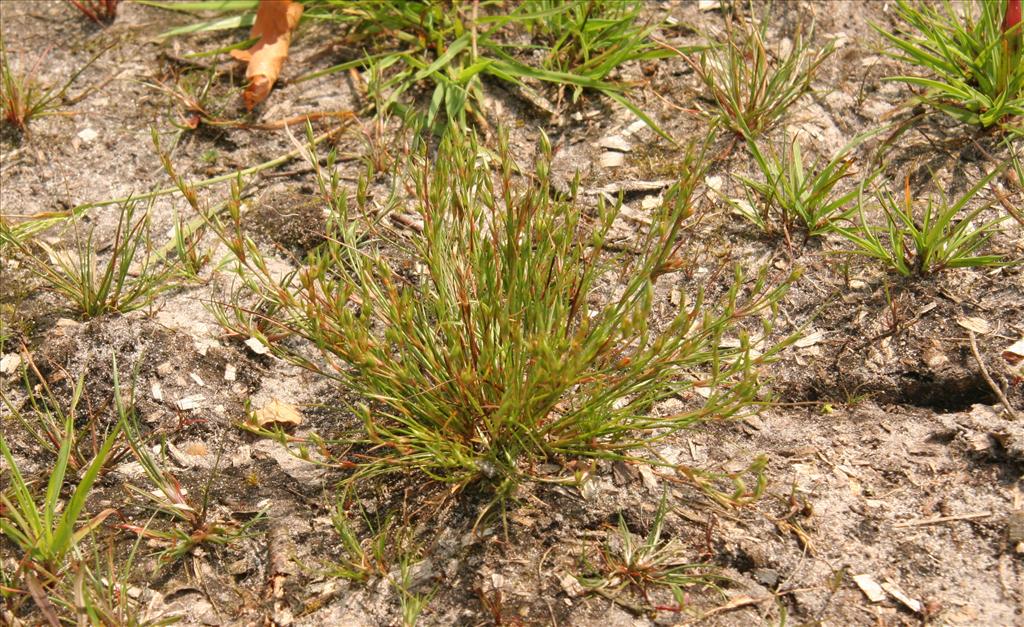 Juncus bufonius (door Willem Braam)