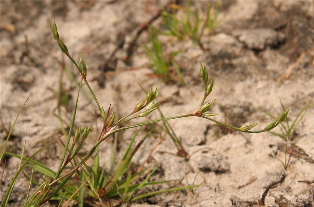 Juncus bufonius (door Willem Braam)