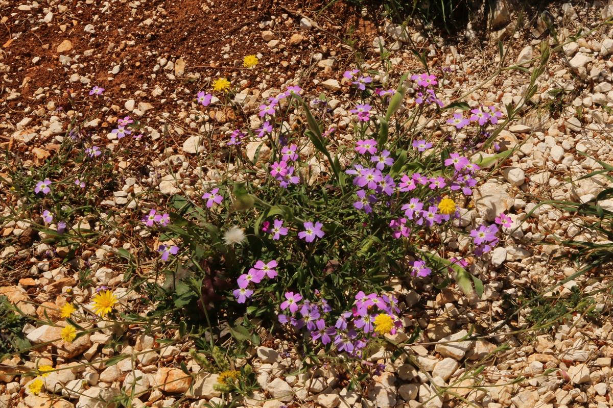 Malcolmia flexuosa (door Willem Braam)