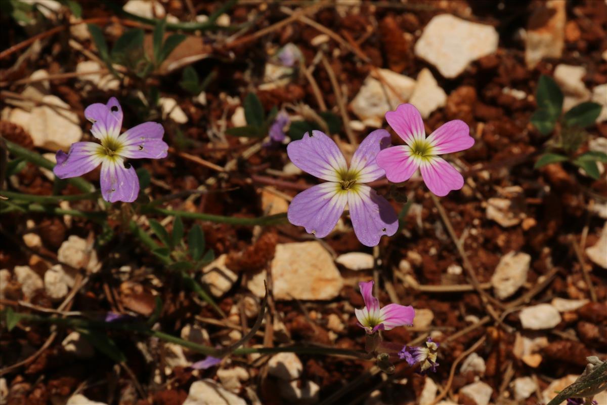 Malcolmia flexuosa (door Willem Braam)