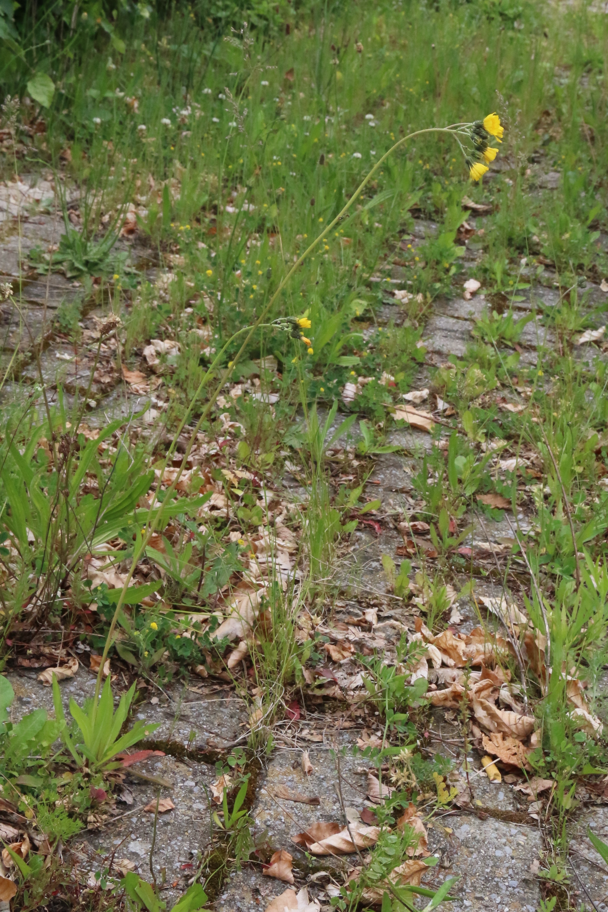 Pilosella piloselloides (door Willem Braam)