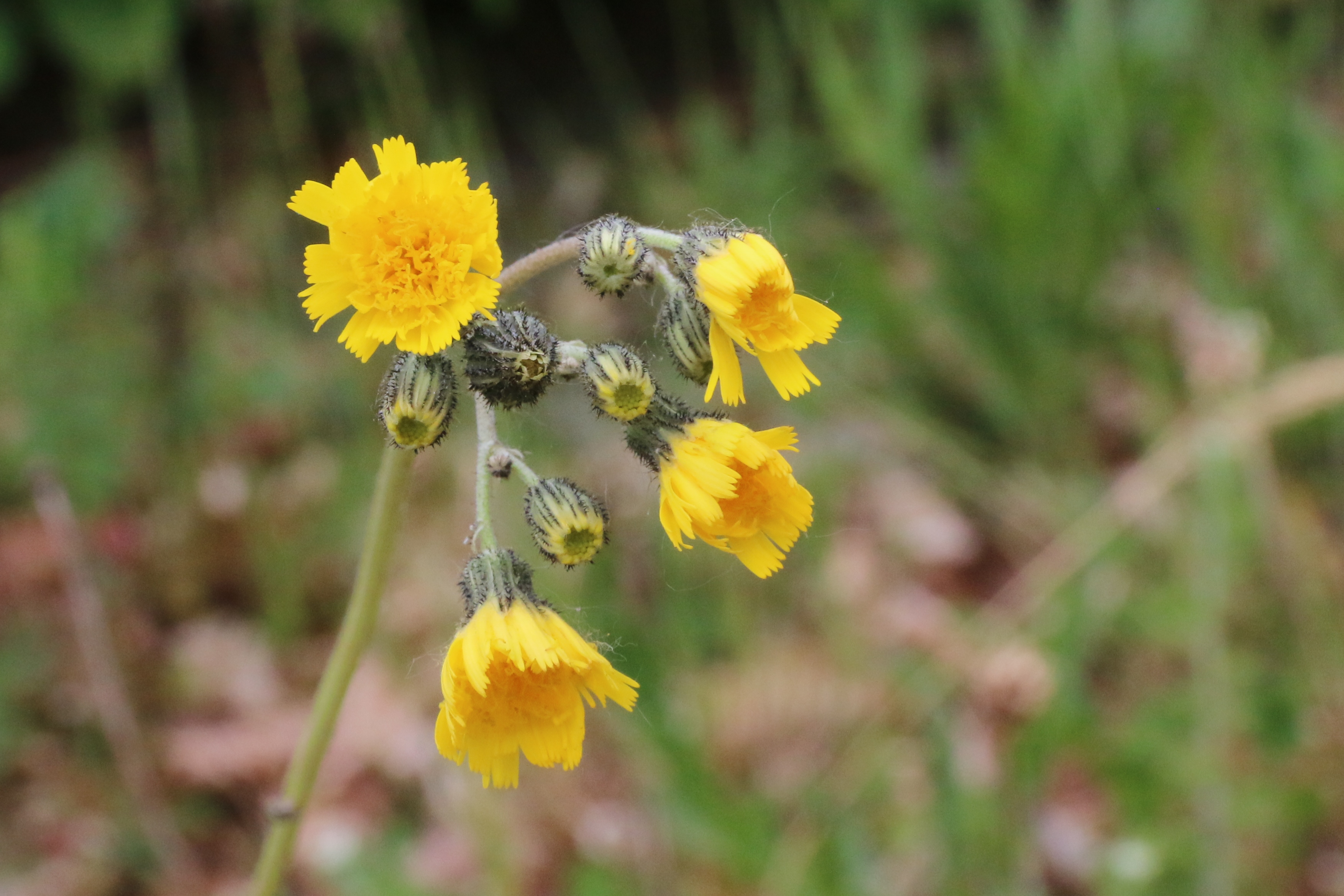 Pilosella piloselloides (door Willem Braam)