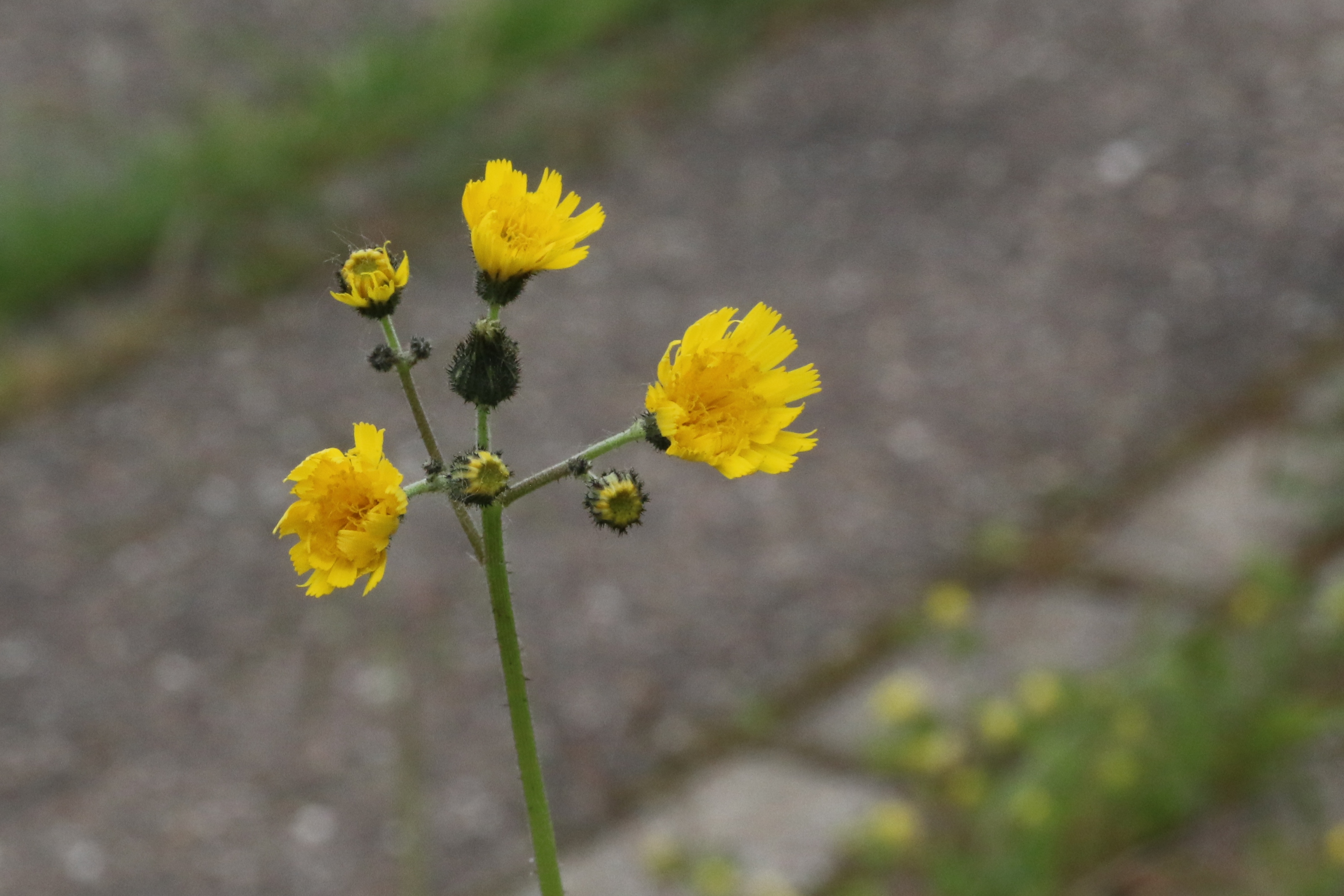 Pilosella piloselloides (door Willem Braam)