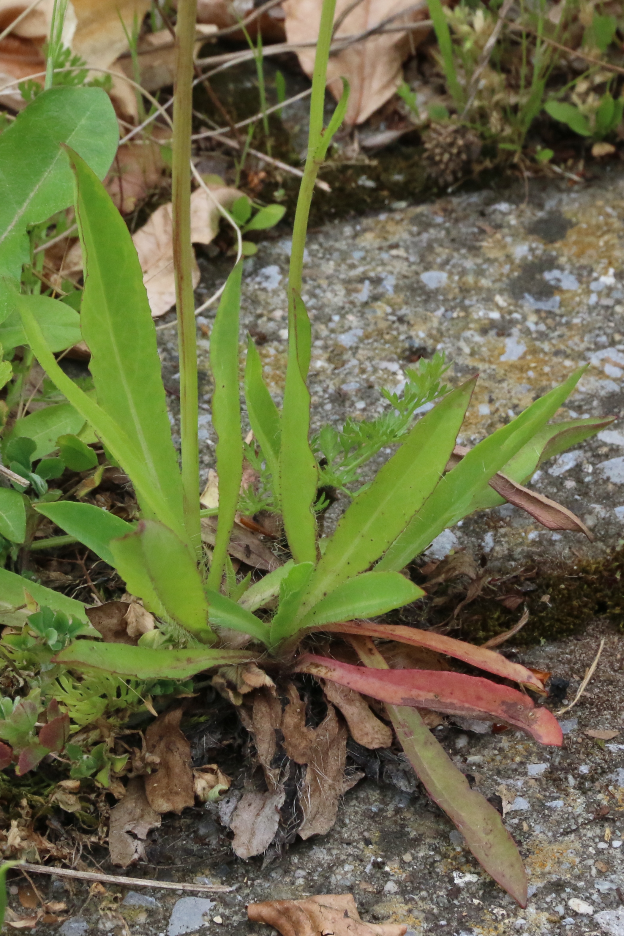 Pilosella piloselloides (door Willem Braam)