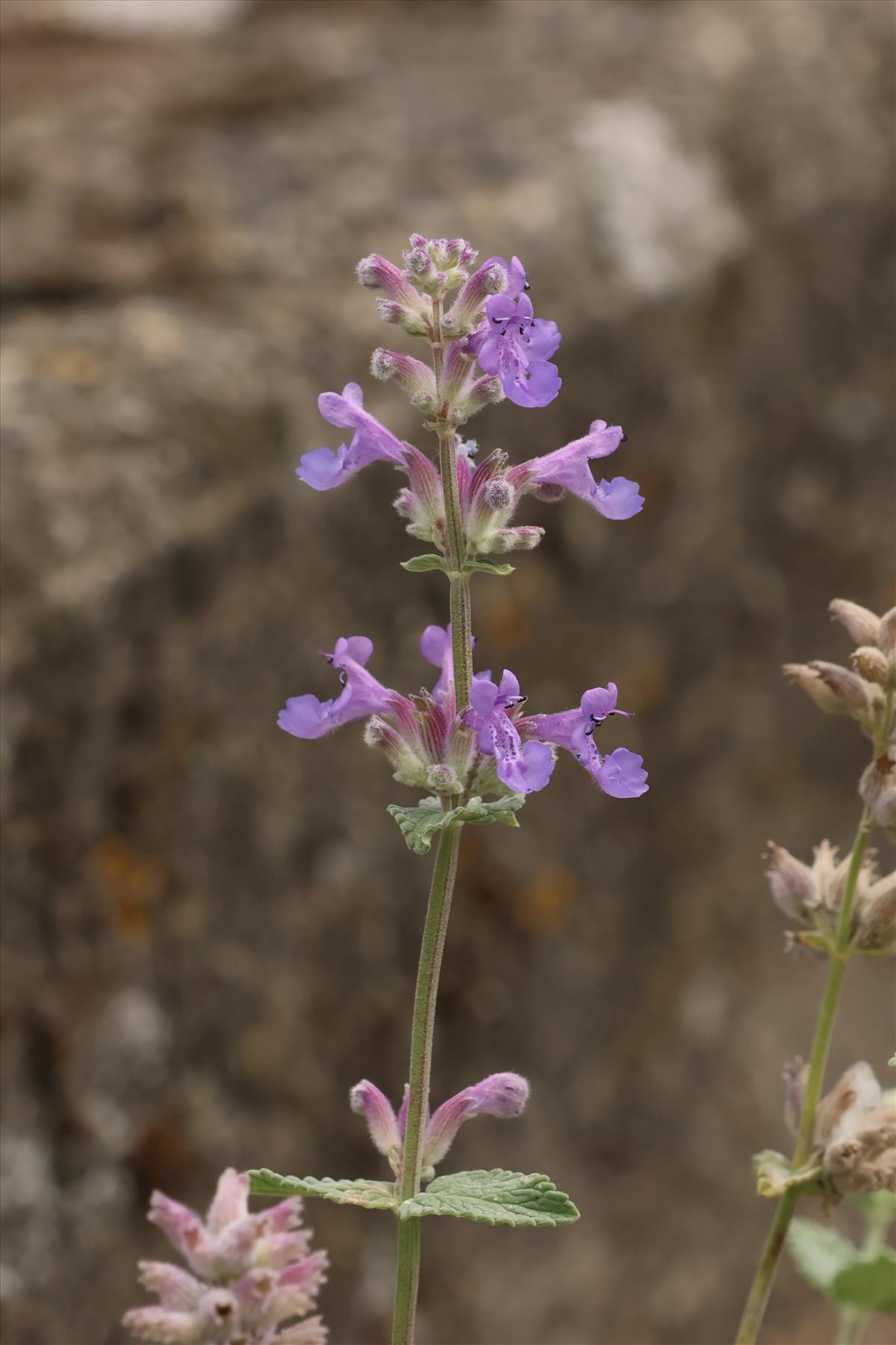 Nepeta x faassenii (door Willem Braam)