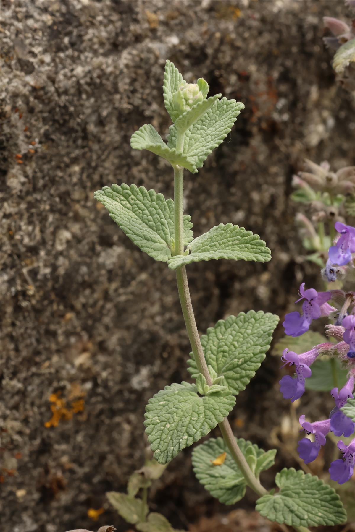 Nepeta x faassenii (door Willem Braam)