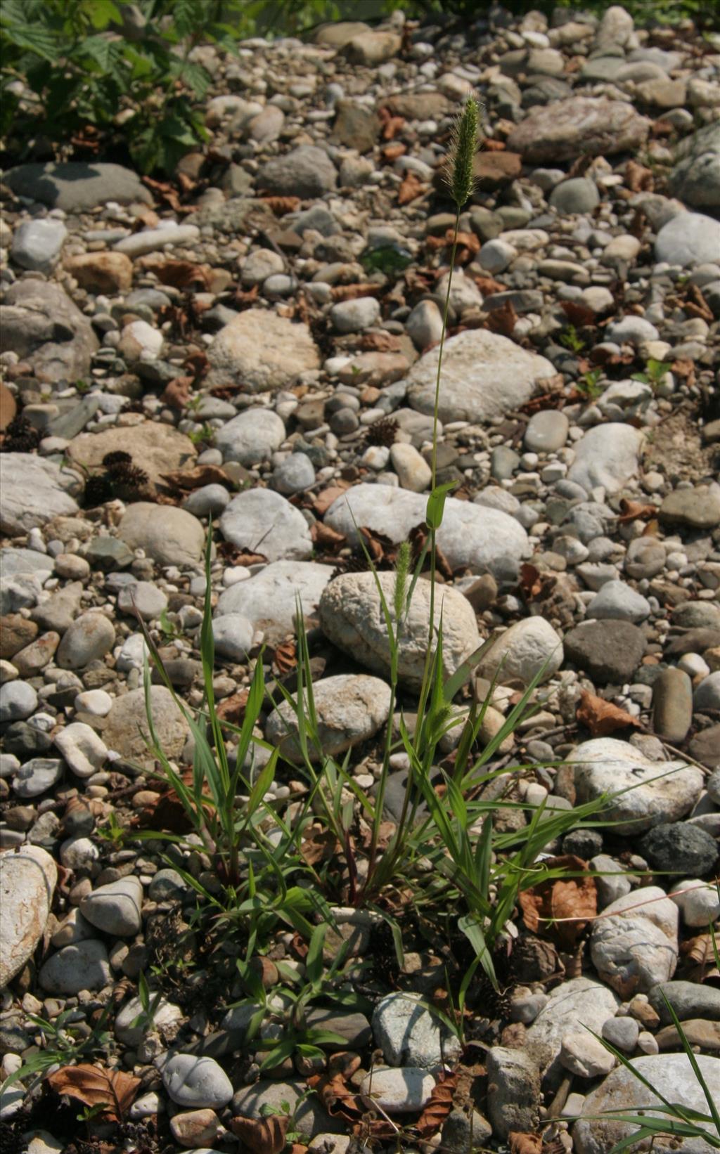 Setaria viridis (door Willem Braam)