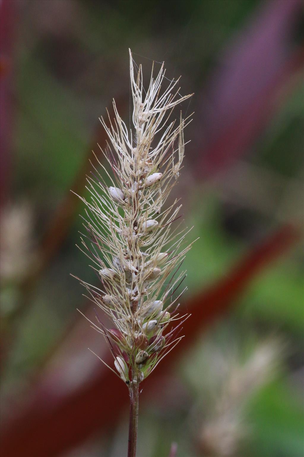 Setaria viridis (door Willem Braam)