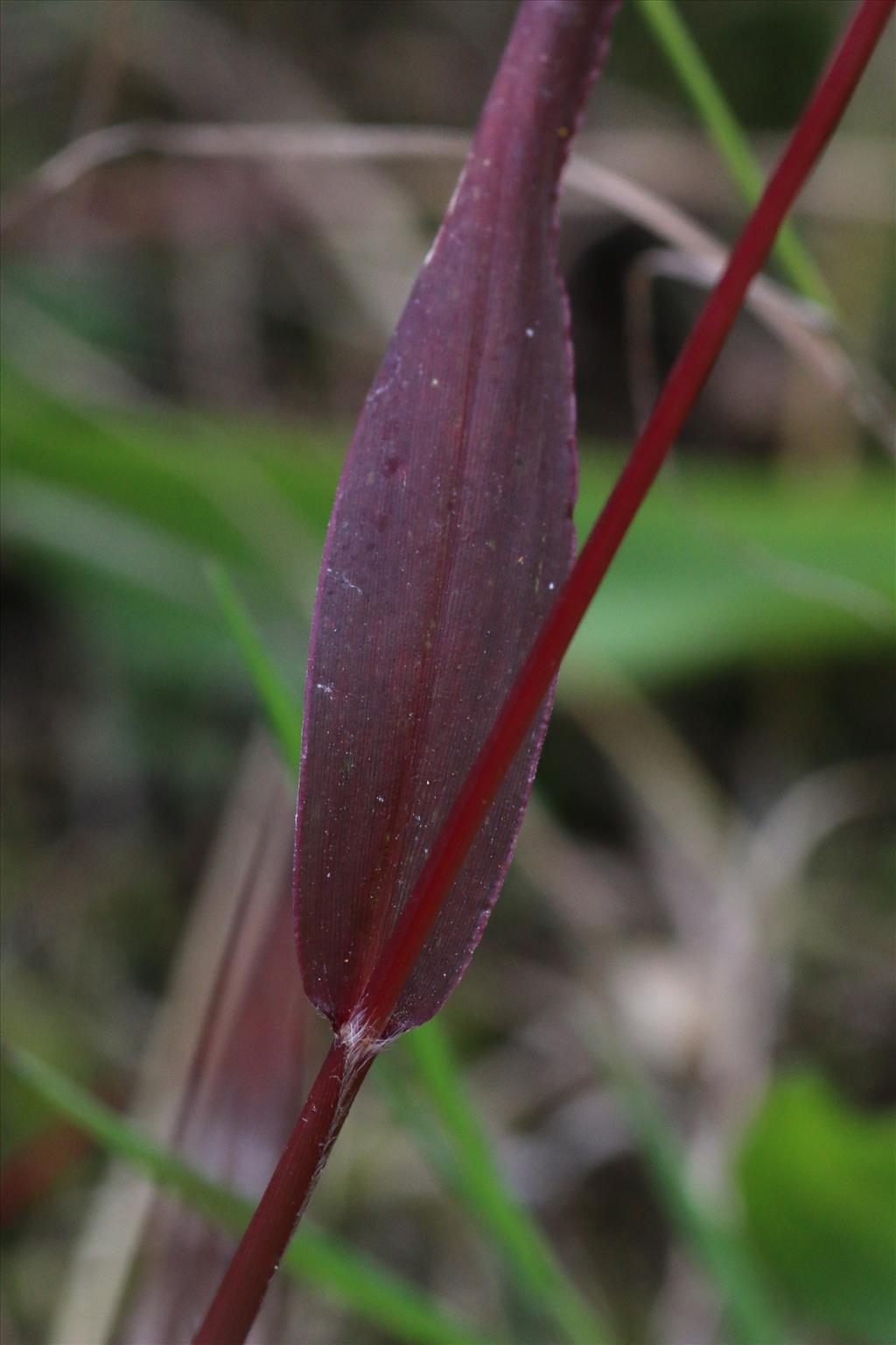 Setaria viridis (door Willem Braam)