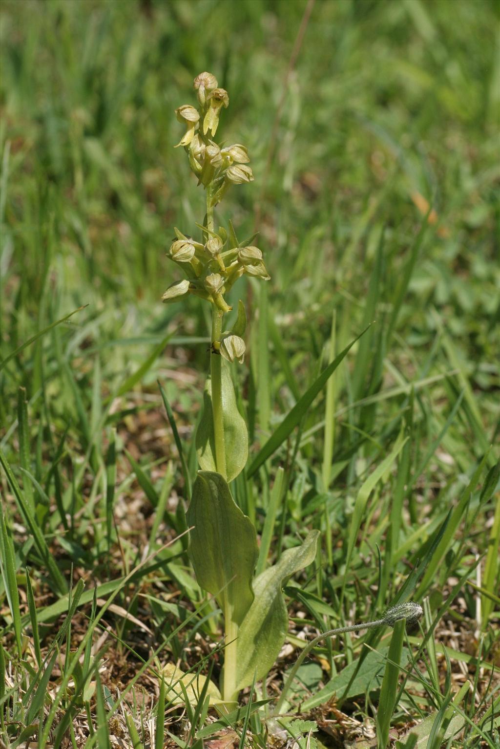 Dactylorhiza viridis (door Willem Braam)