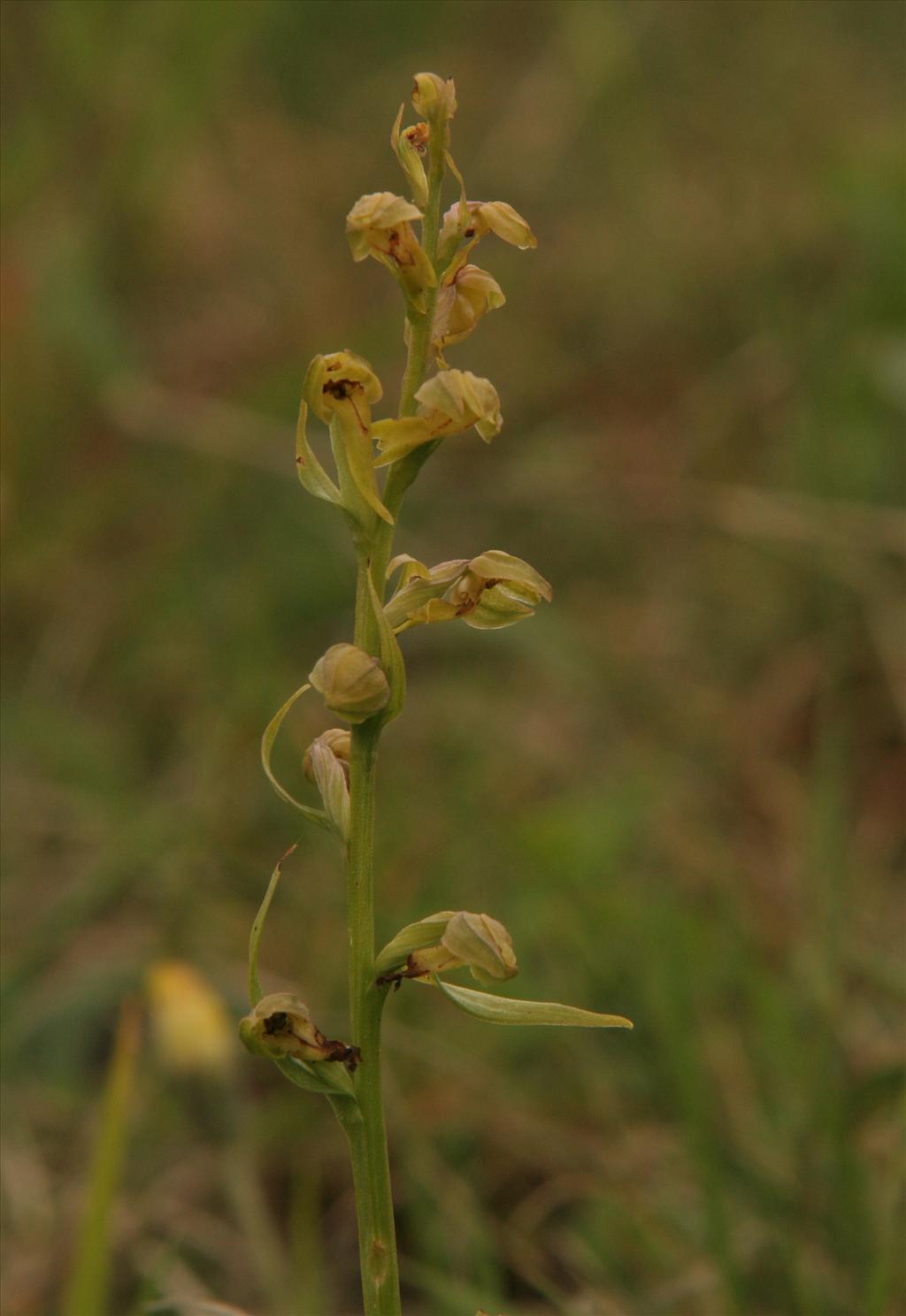 Dactylorhiza viridis (door Willem Braam)