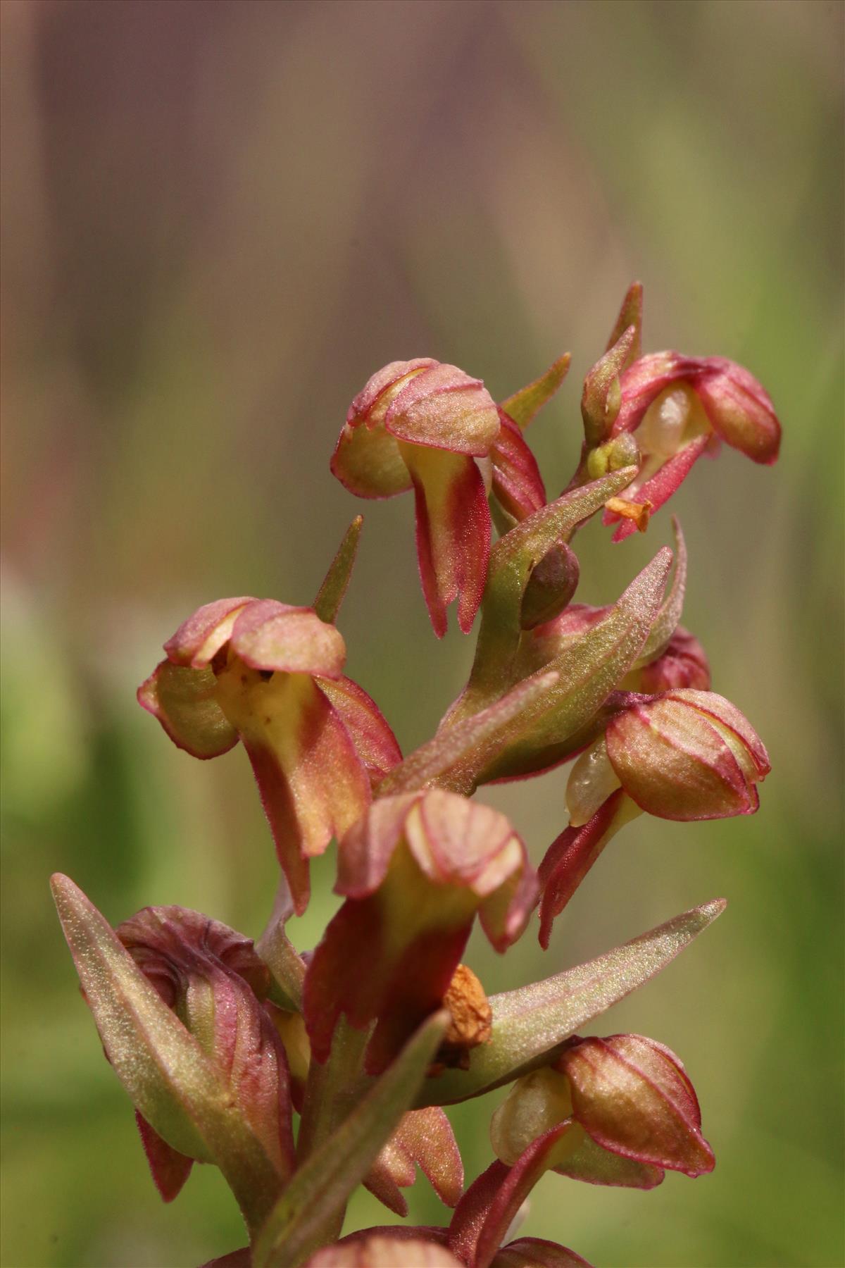 Dactylorhiza viridis (door Willem Braam)