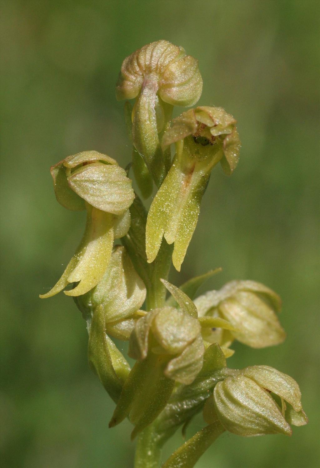 Dactylorhiza viridis (door Willem Braam)