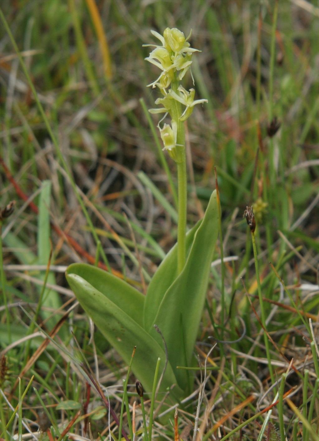 Liparis loeselii (door Willem Braam)