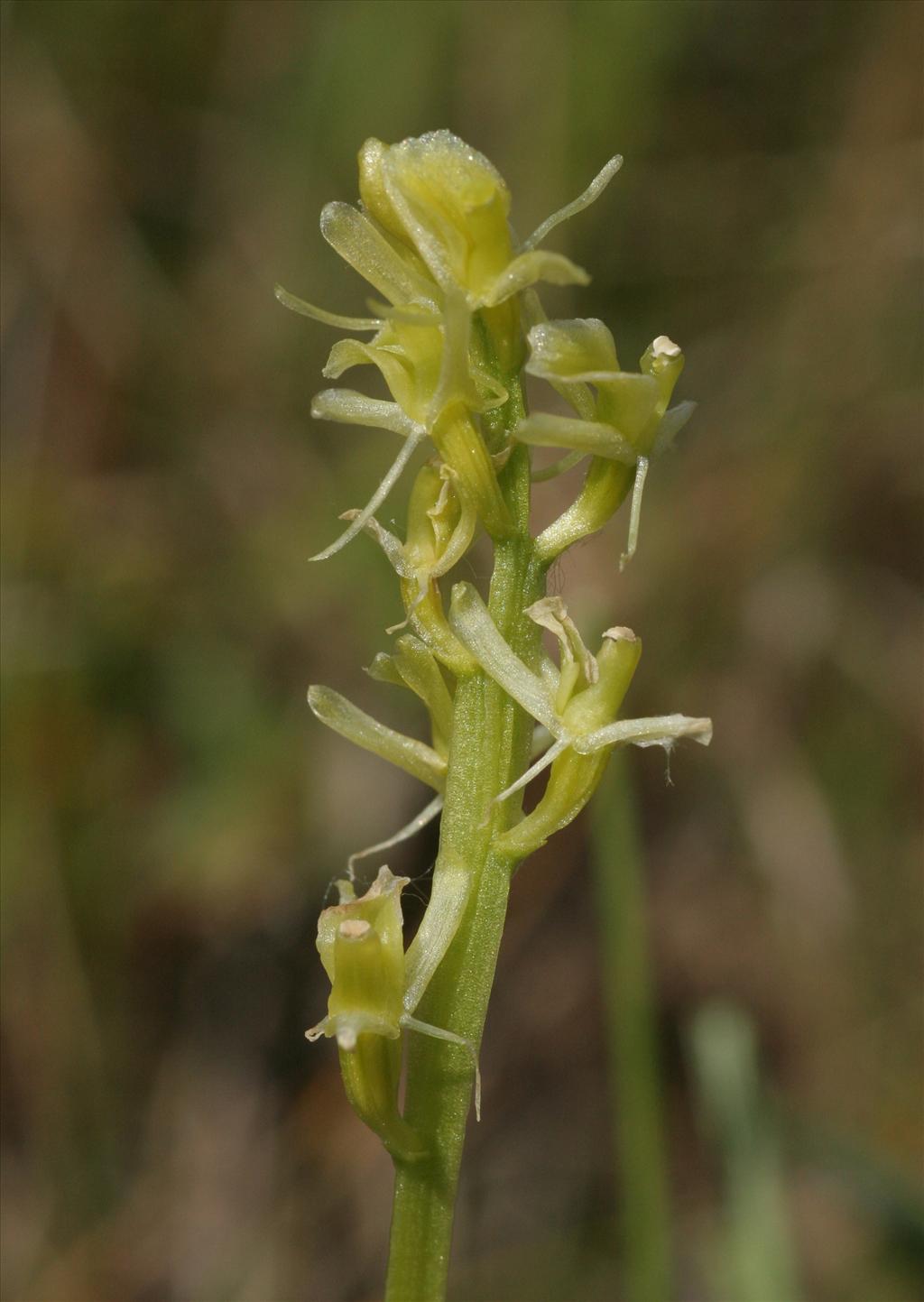 Liparis loeselii (door Willem Braam)