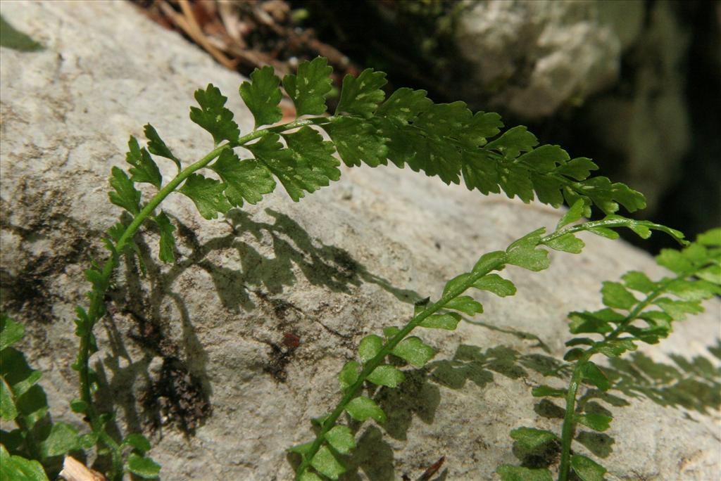 Asplenium viride (door Willem Braam)