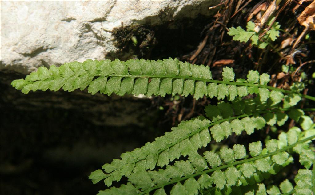 Asplenium viride (door Willem Braam)