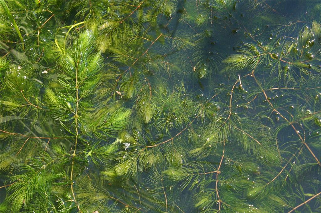 Ceratophyllum demersum (door Willem Braam)