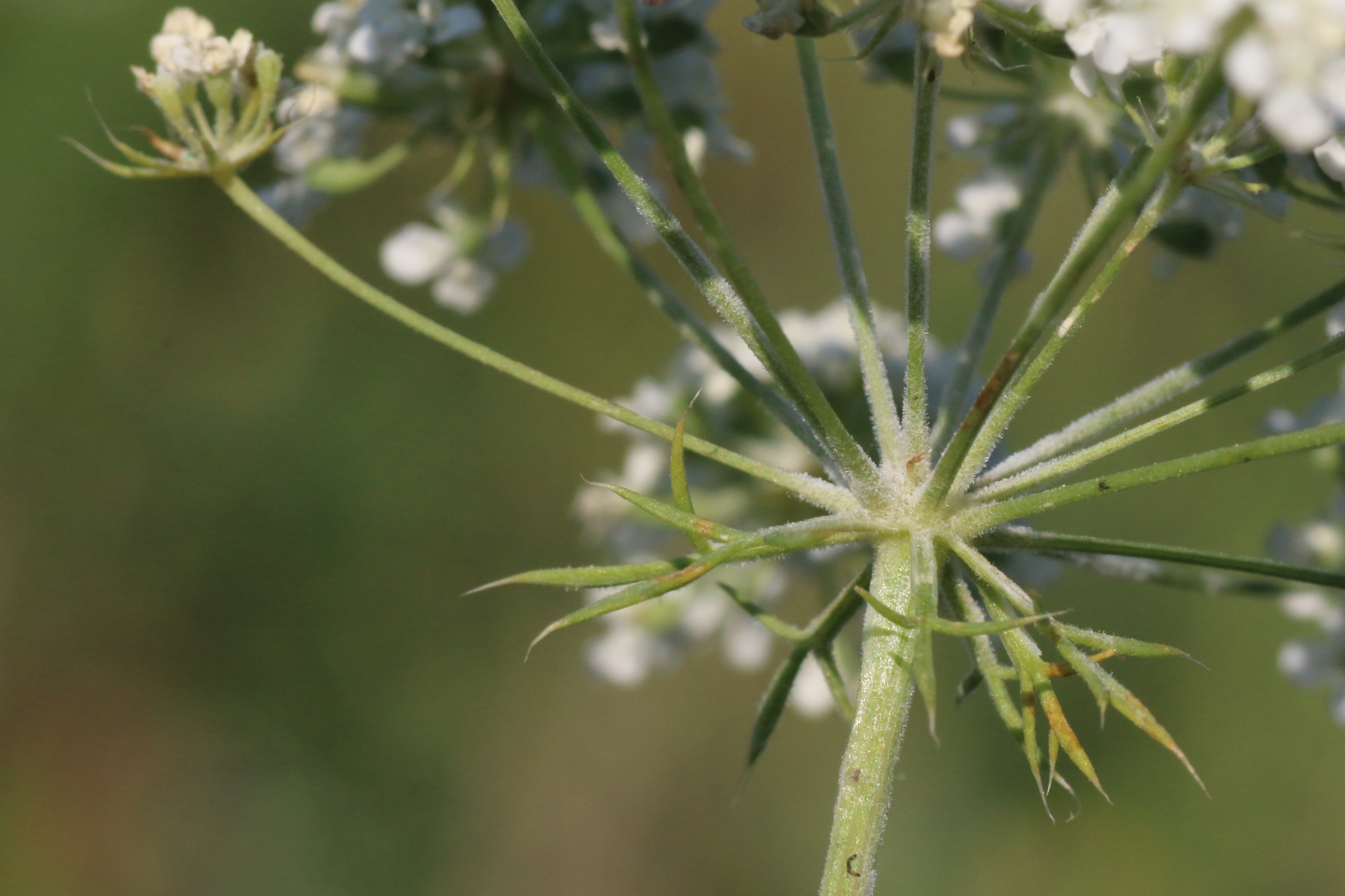 Ammi majus (door Willem Braam)