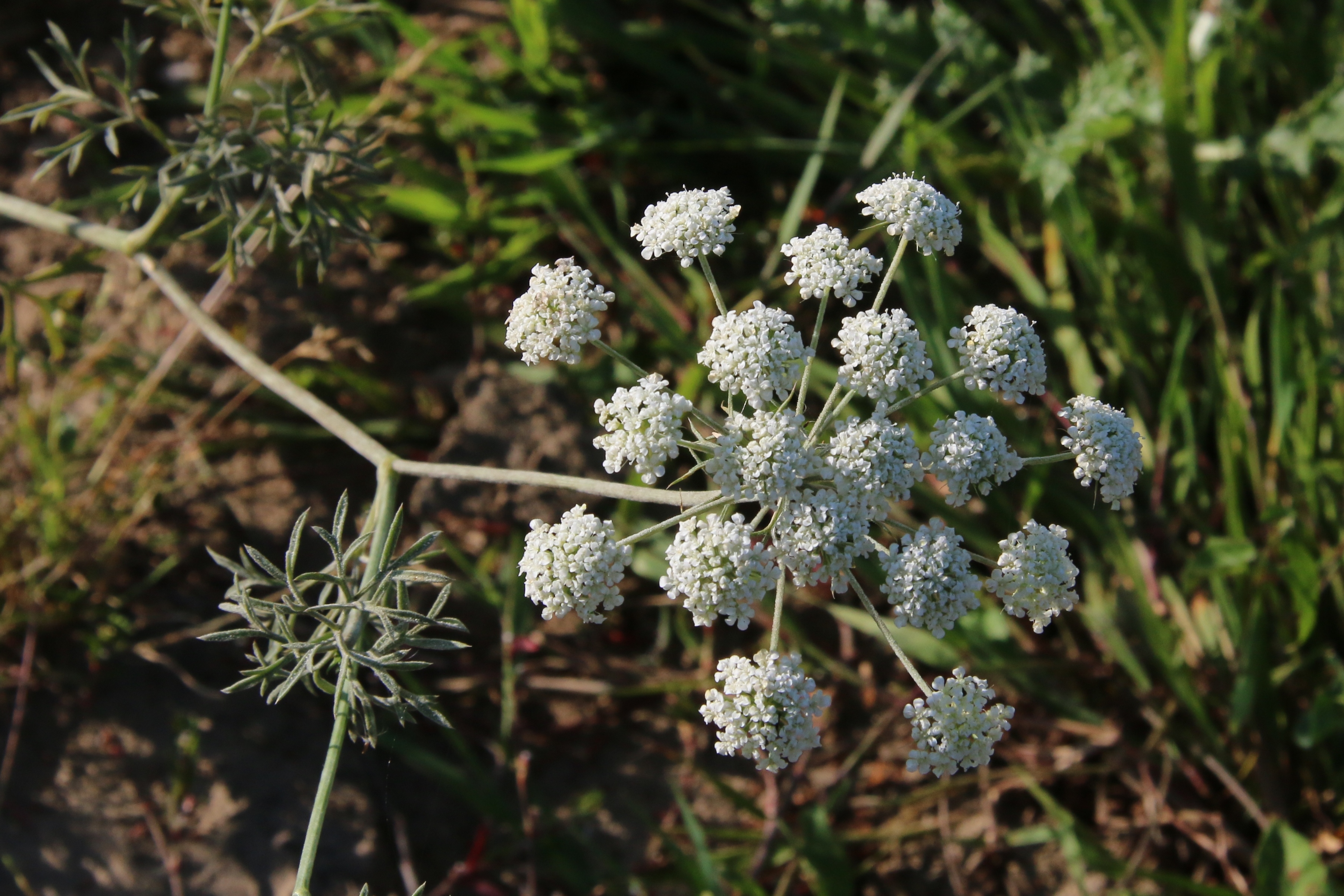 Ammi majus (door Willem Braam)