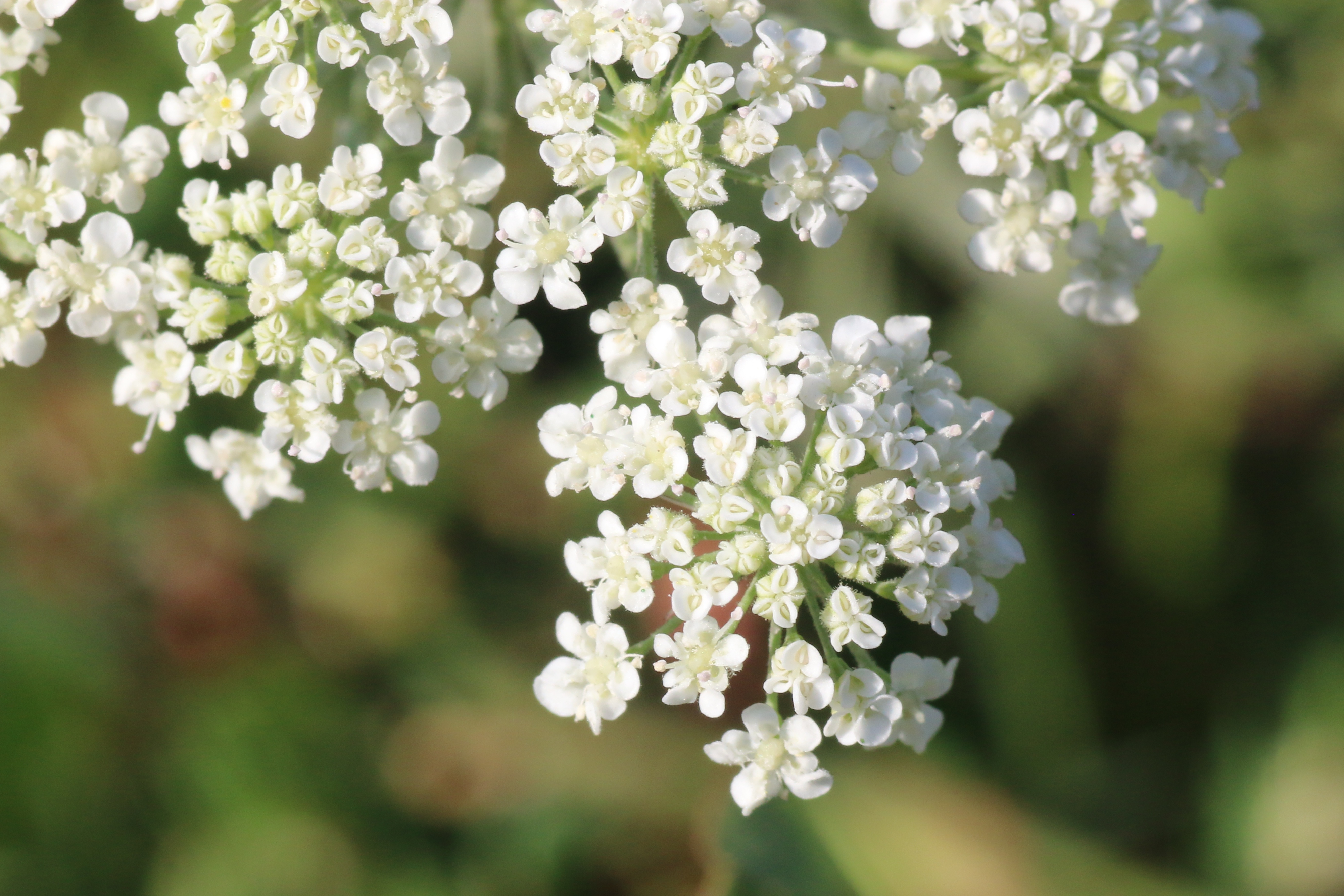 Ammi majus (door Willem Braam)