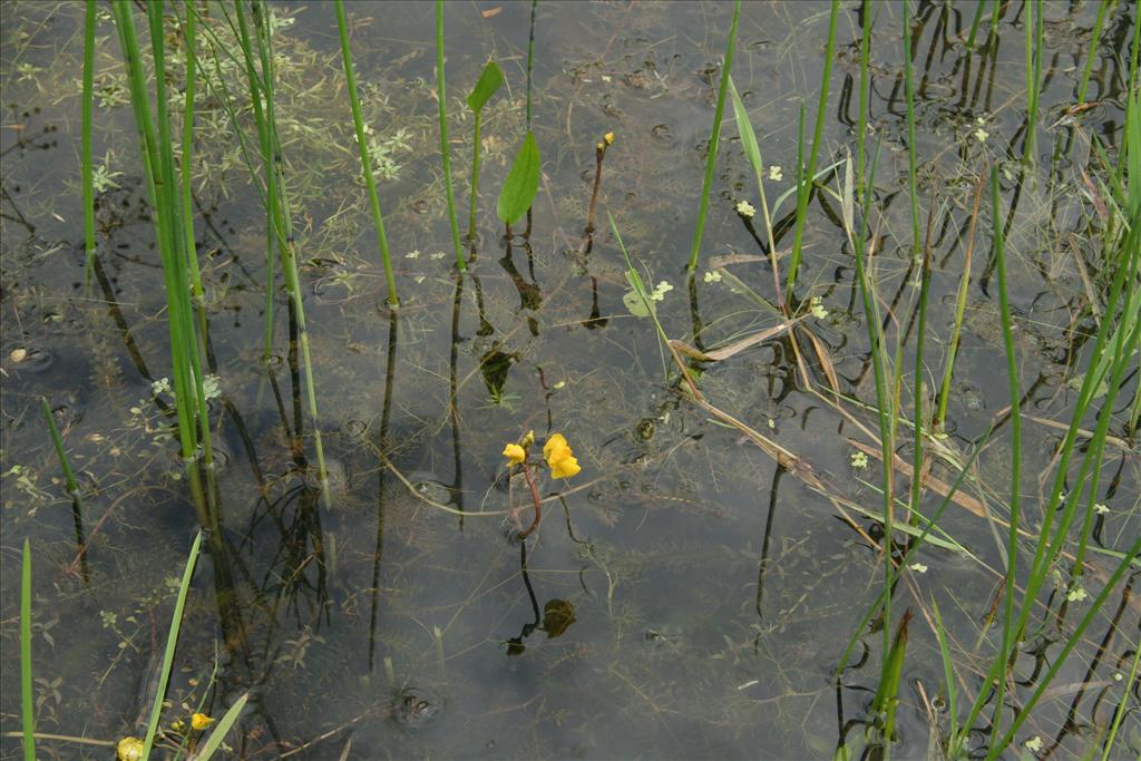 Utricularia vulgaris (door Willem Braam)