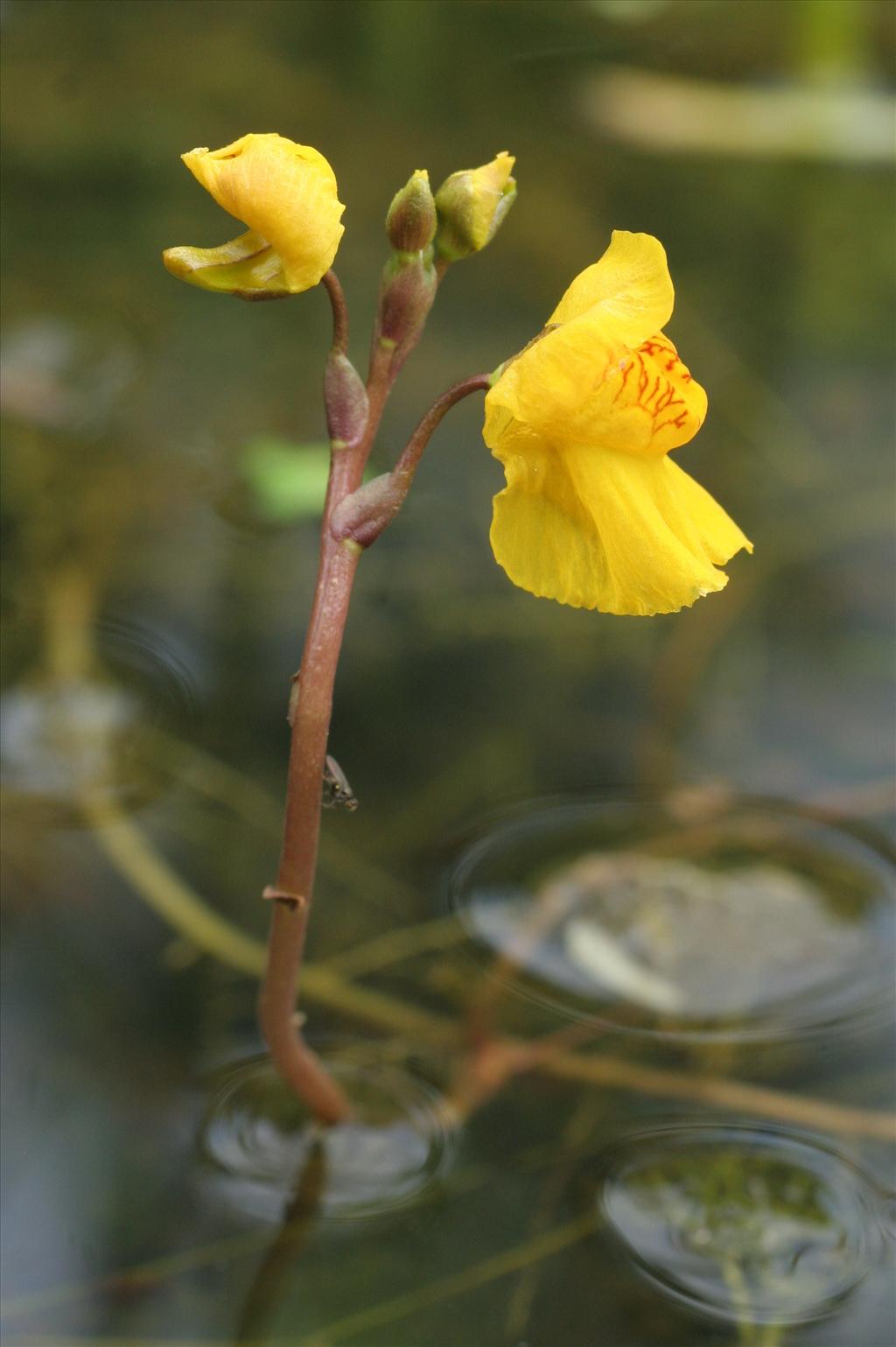 Utricularia vulgaris (door Willem Braam)