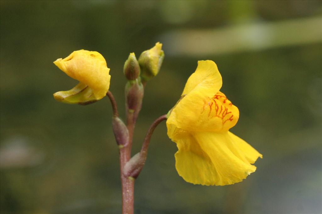 Utricularia vulgaris (door Willem Braam)