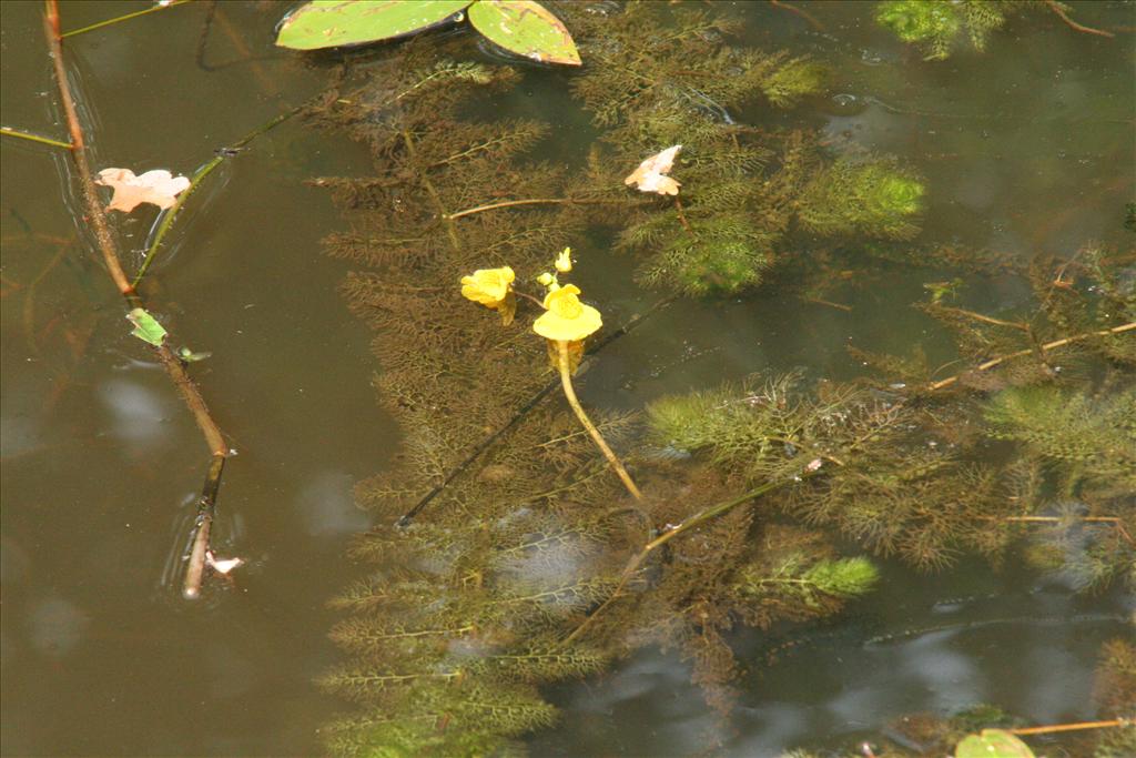 Utricularia australis (door Willem Braam)