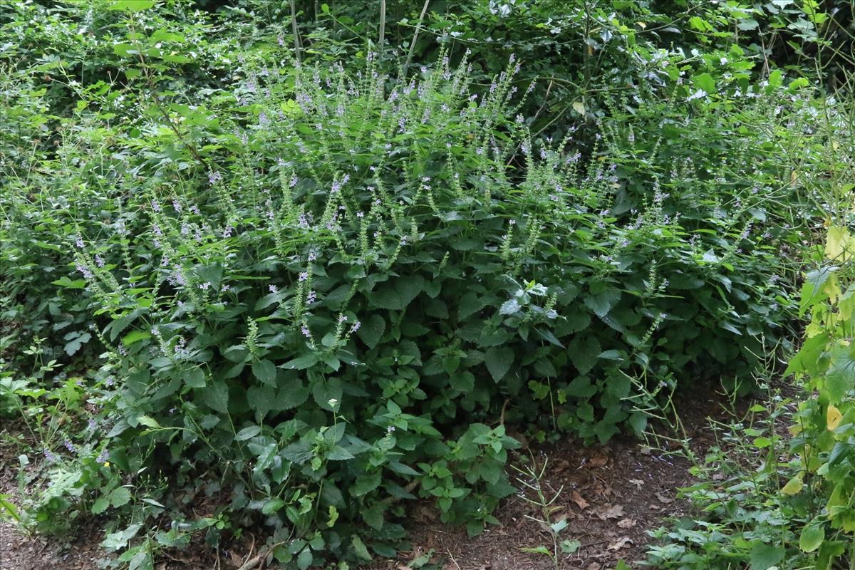 Scutellaria altissima (door Willem Braam)