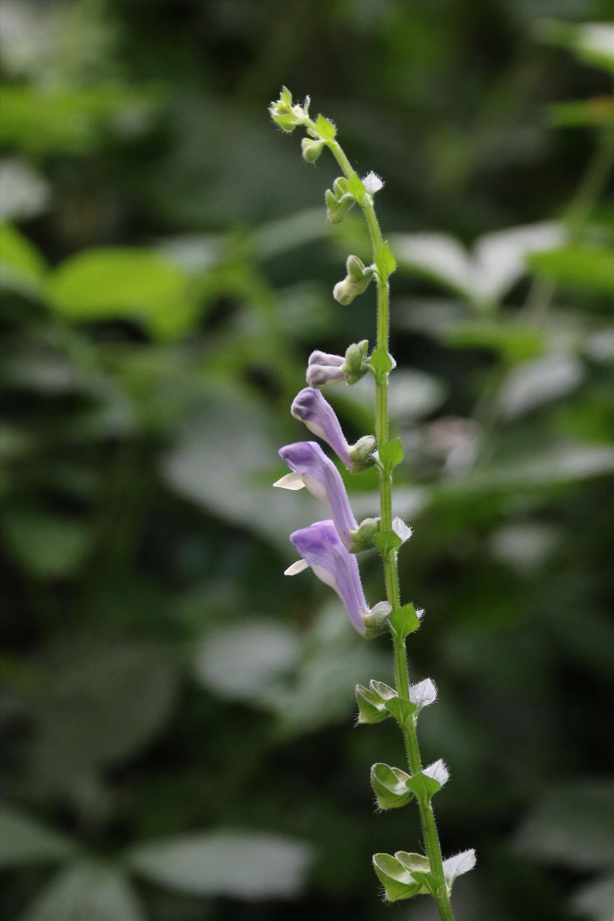 Scutellaria altissima (door Willem Braam)