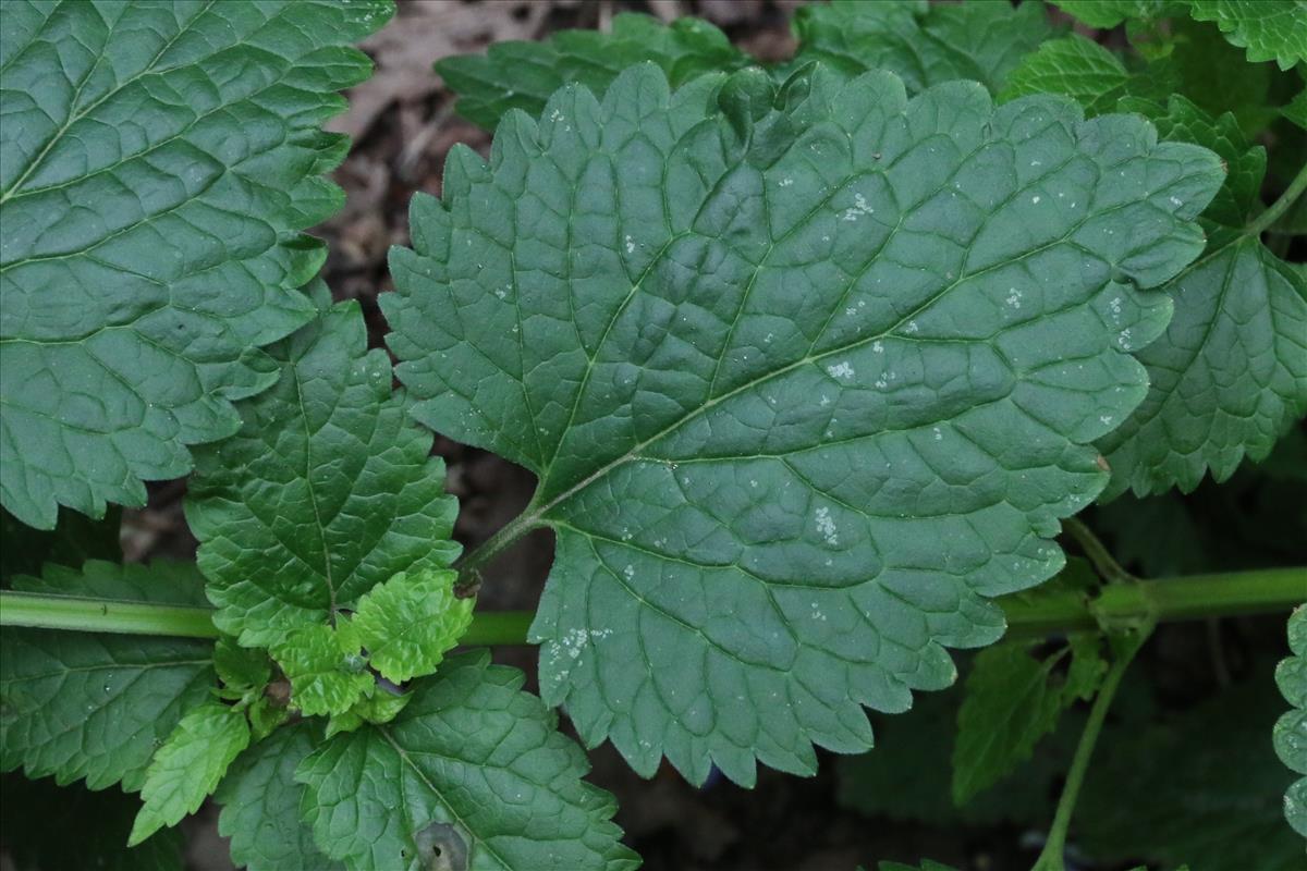 Scutellaria altissima (door Willem Braam)