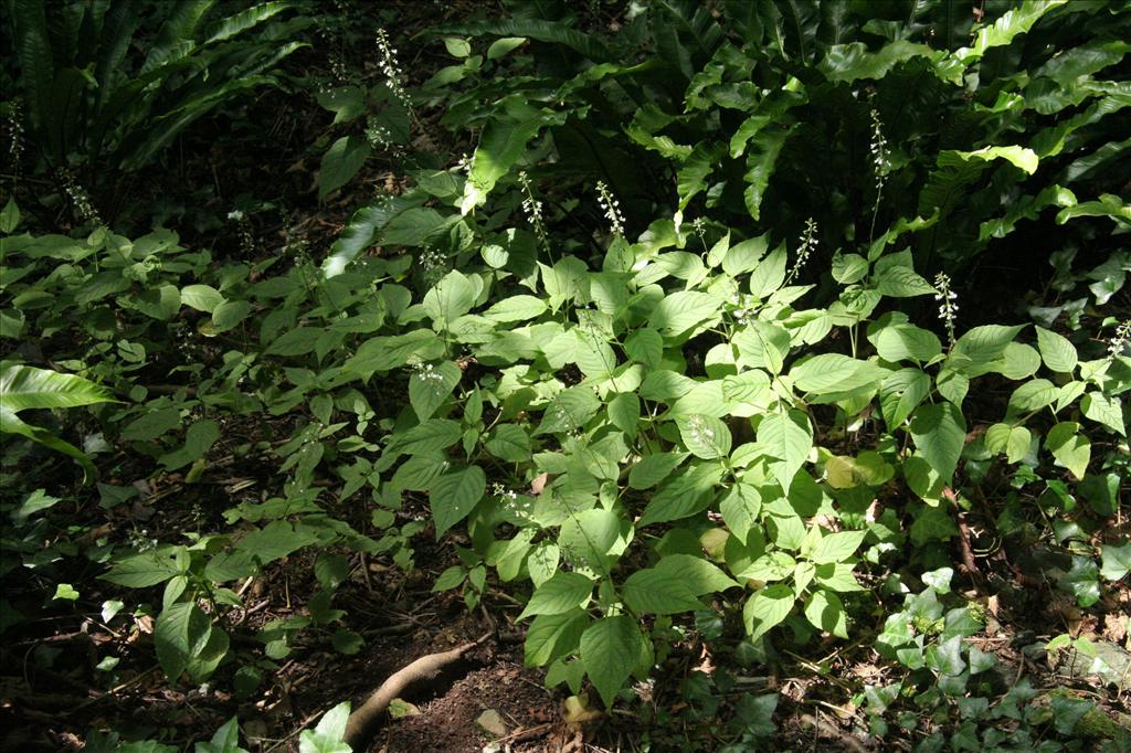 Circaea lutetiana (door Willem Braam)