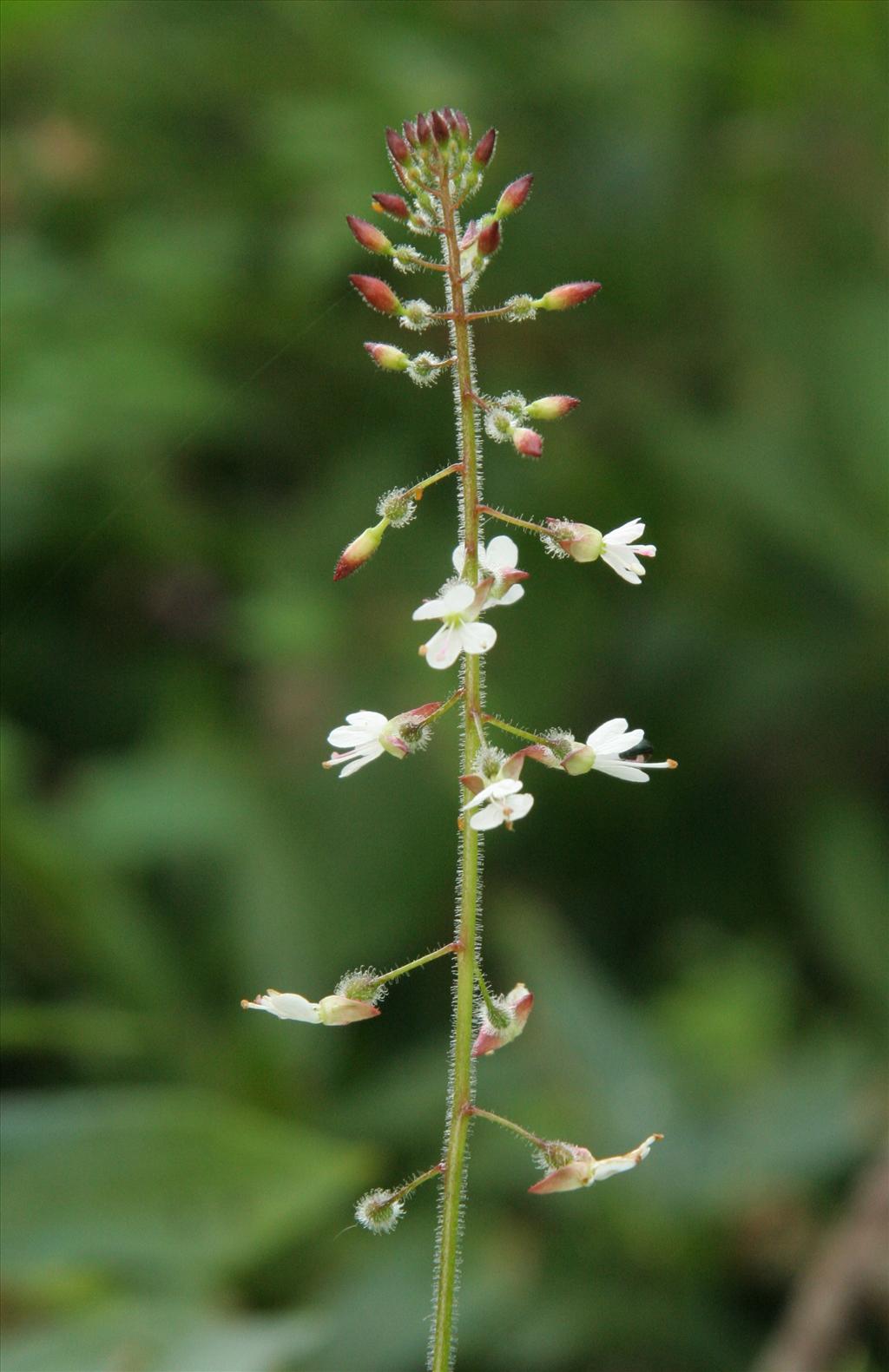 Circaea lutetiana (door Willem Braam)