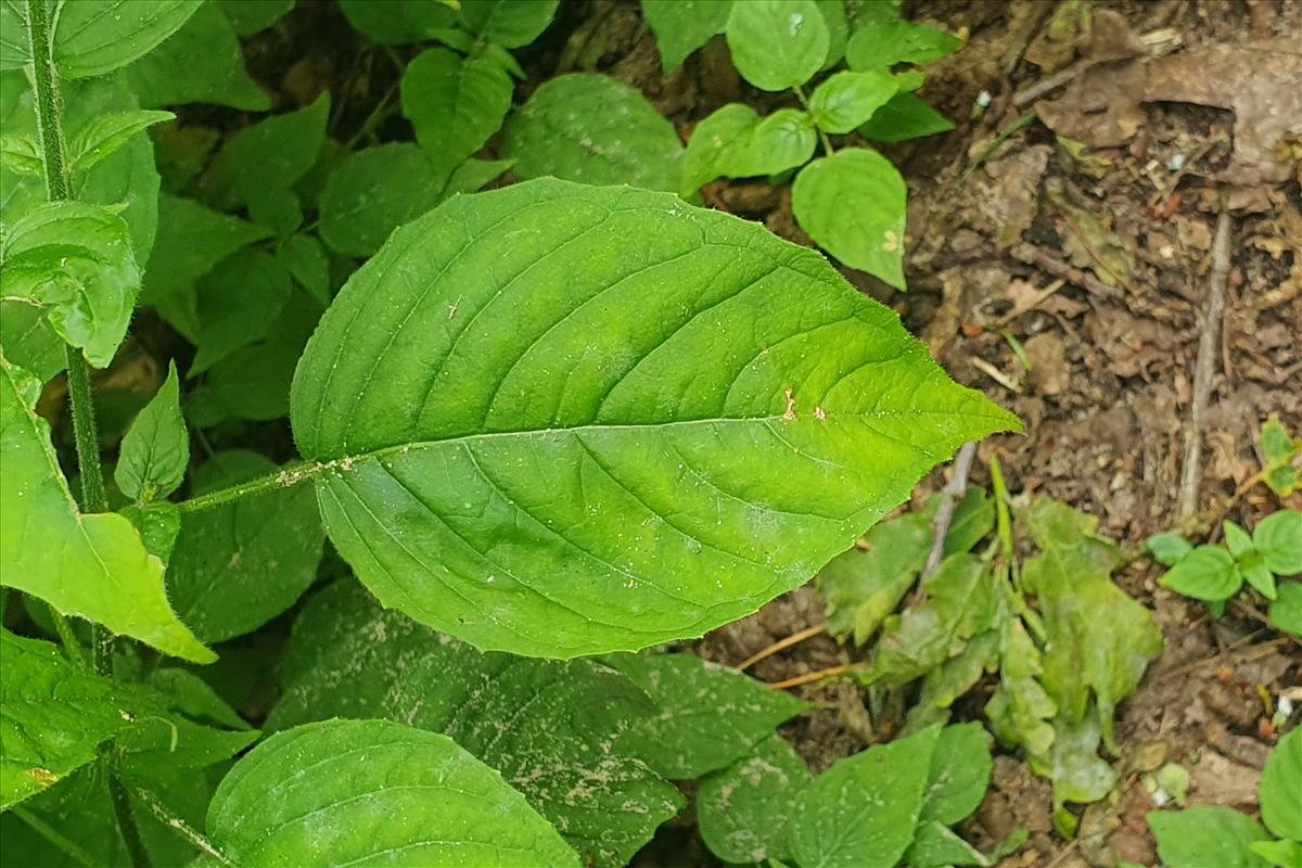 Circaea lutetiana (door Willem Braam)