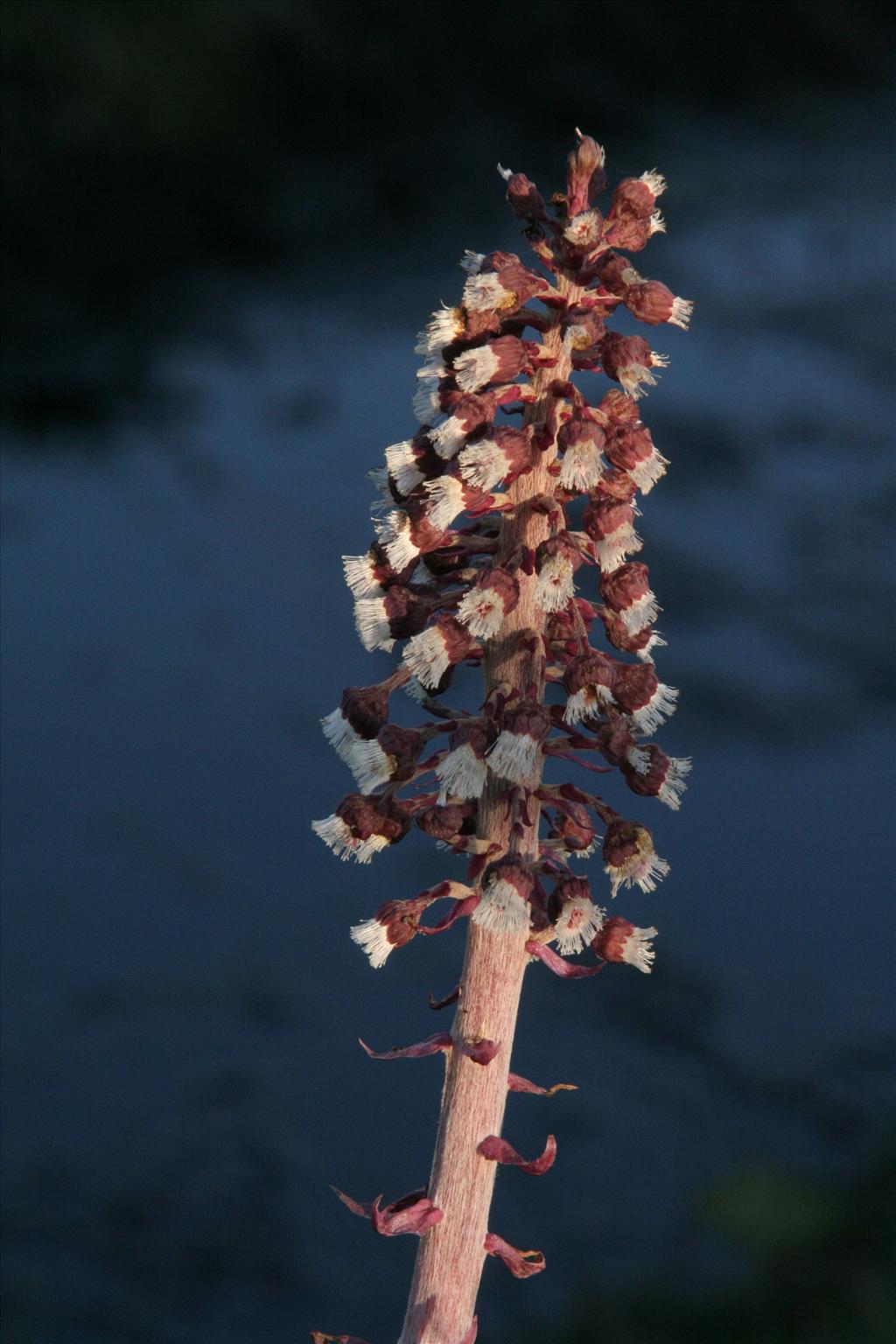 Petasites hybridus (door Willem Braam)