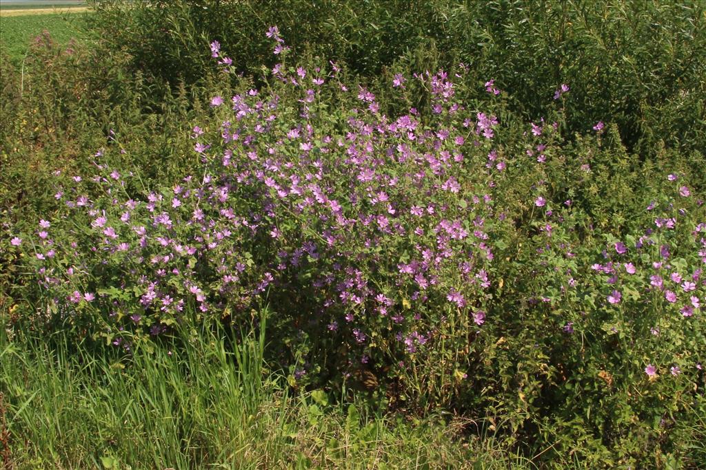 Malva sylvestris (door Willem Braam)